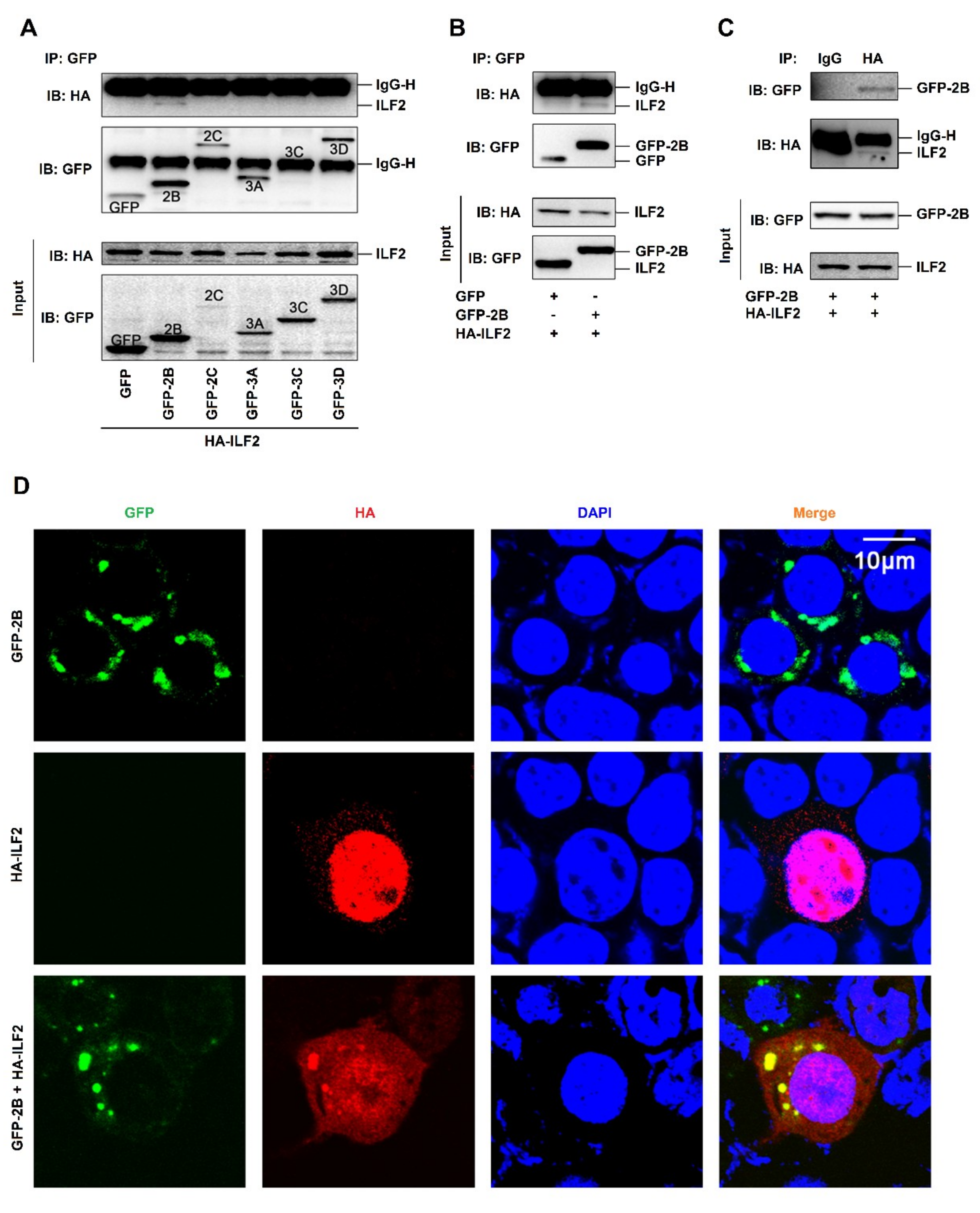Viruses 12 00022 g004