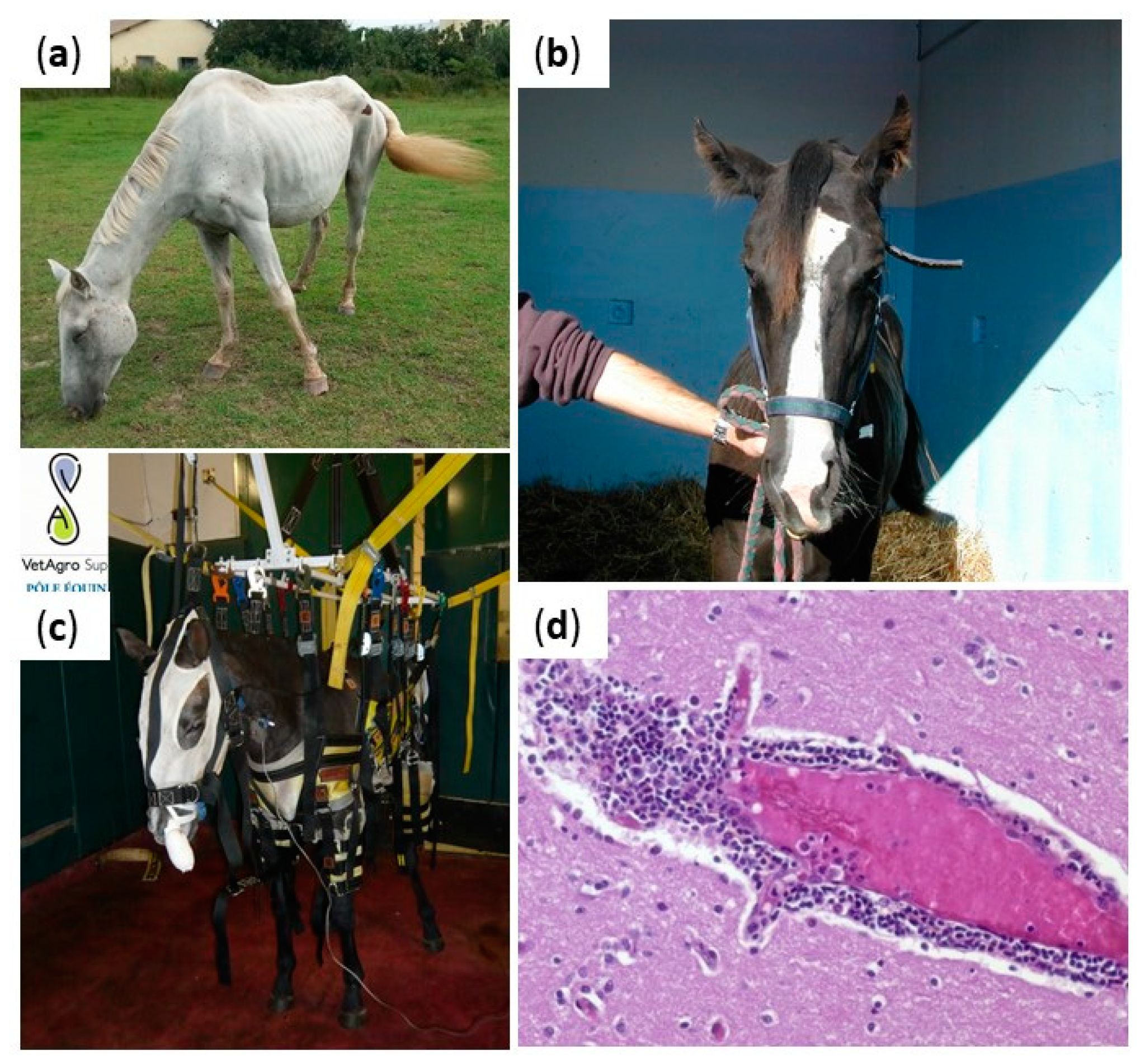 Viruses  Free Full-Text  Viral Equine Encephalitis, a Growing