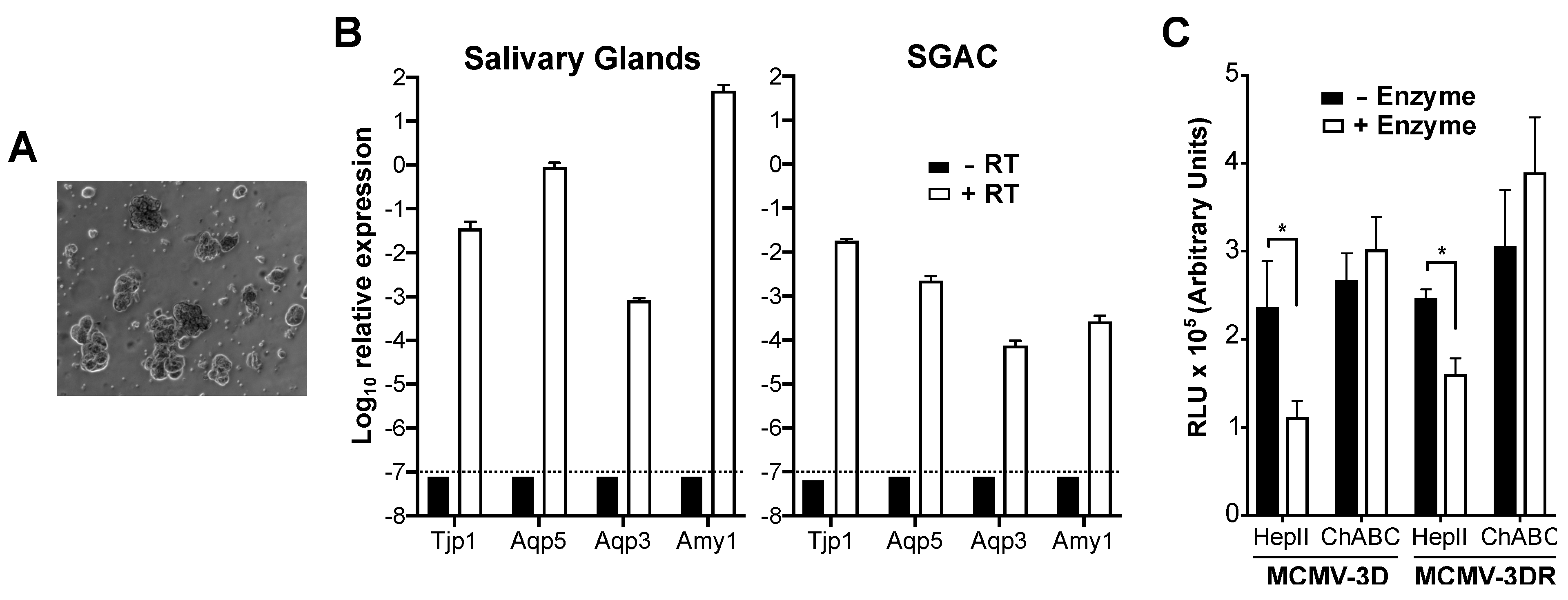 Viruses 12 00031 g002