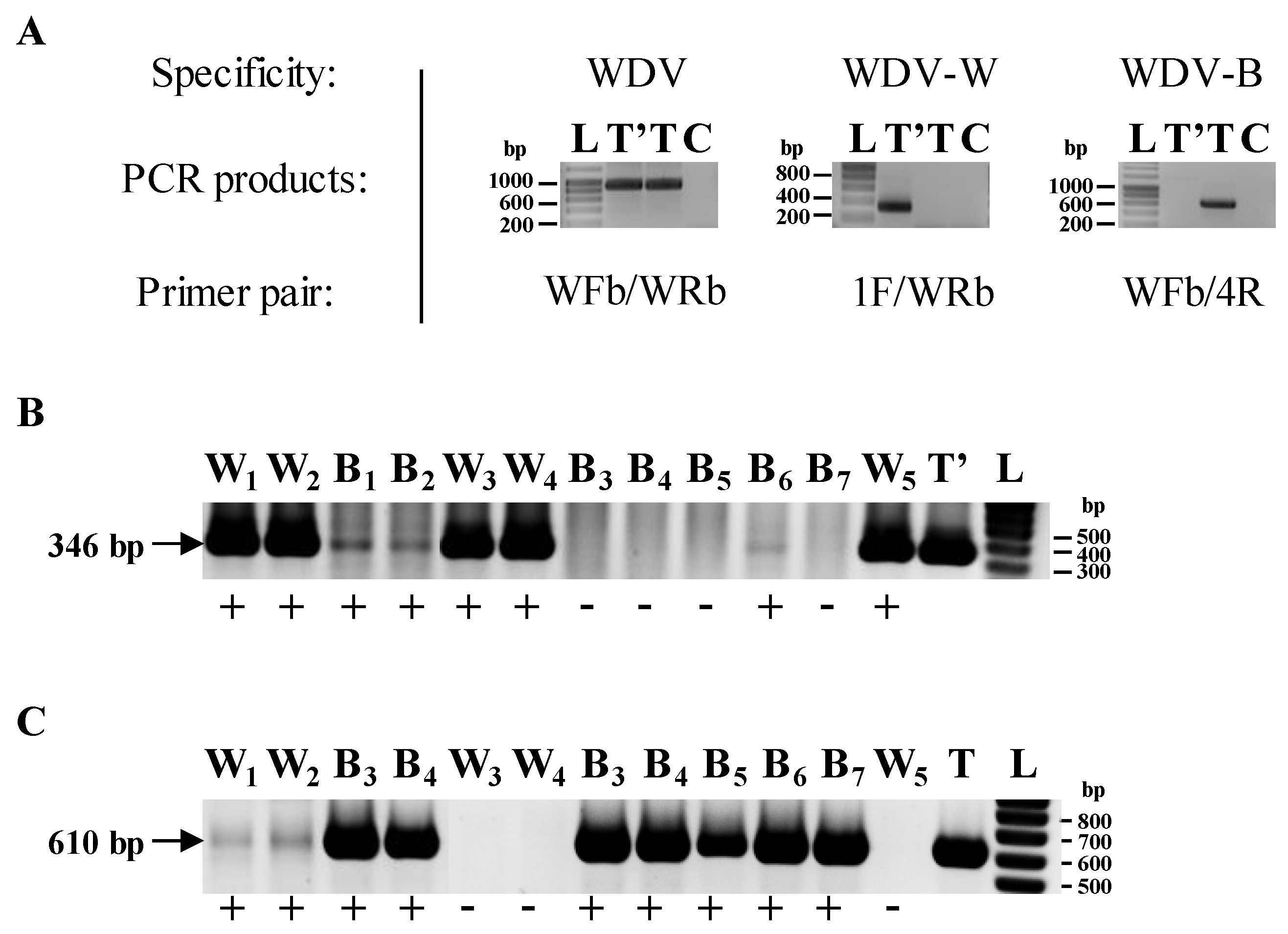 Viruses 12 00034 g004 Viruses 12 00034 g004