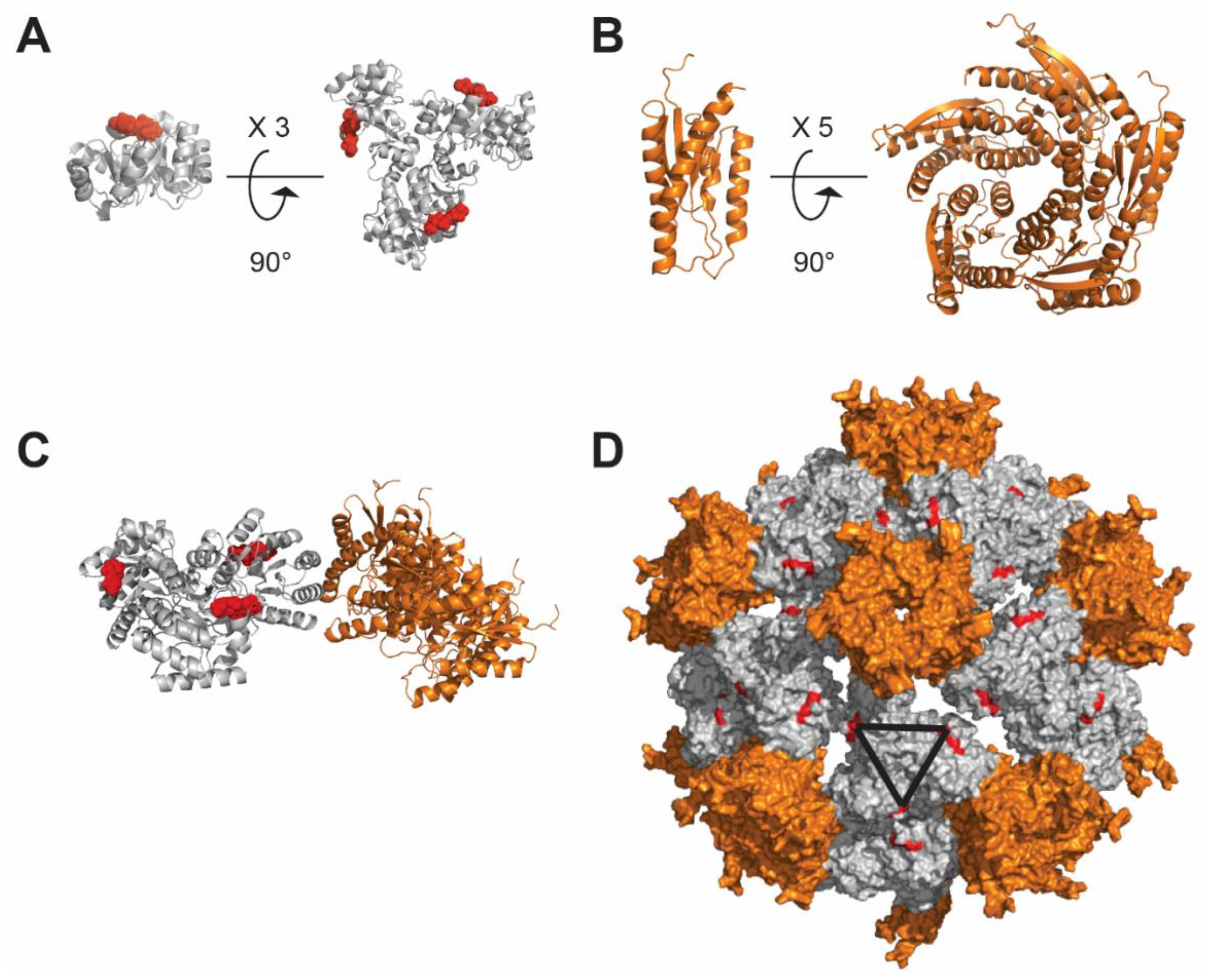 Viruses 12 00035 g005