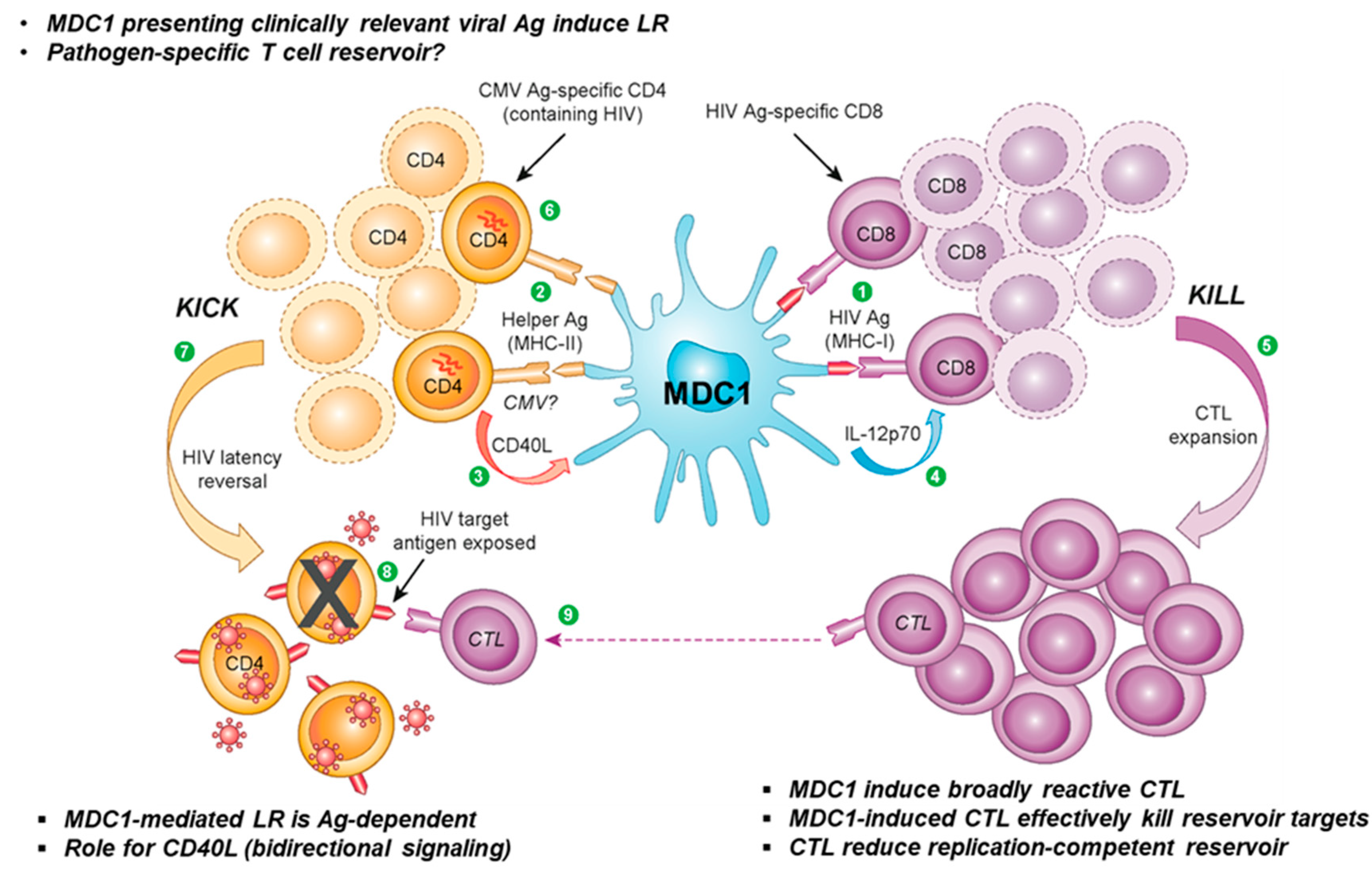 Specific group. HIV cd4. Dendritic Cell cd4. Клетки, экспрессирующие CD-8 антиген. Dendritic Cells cd8.