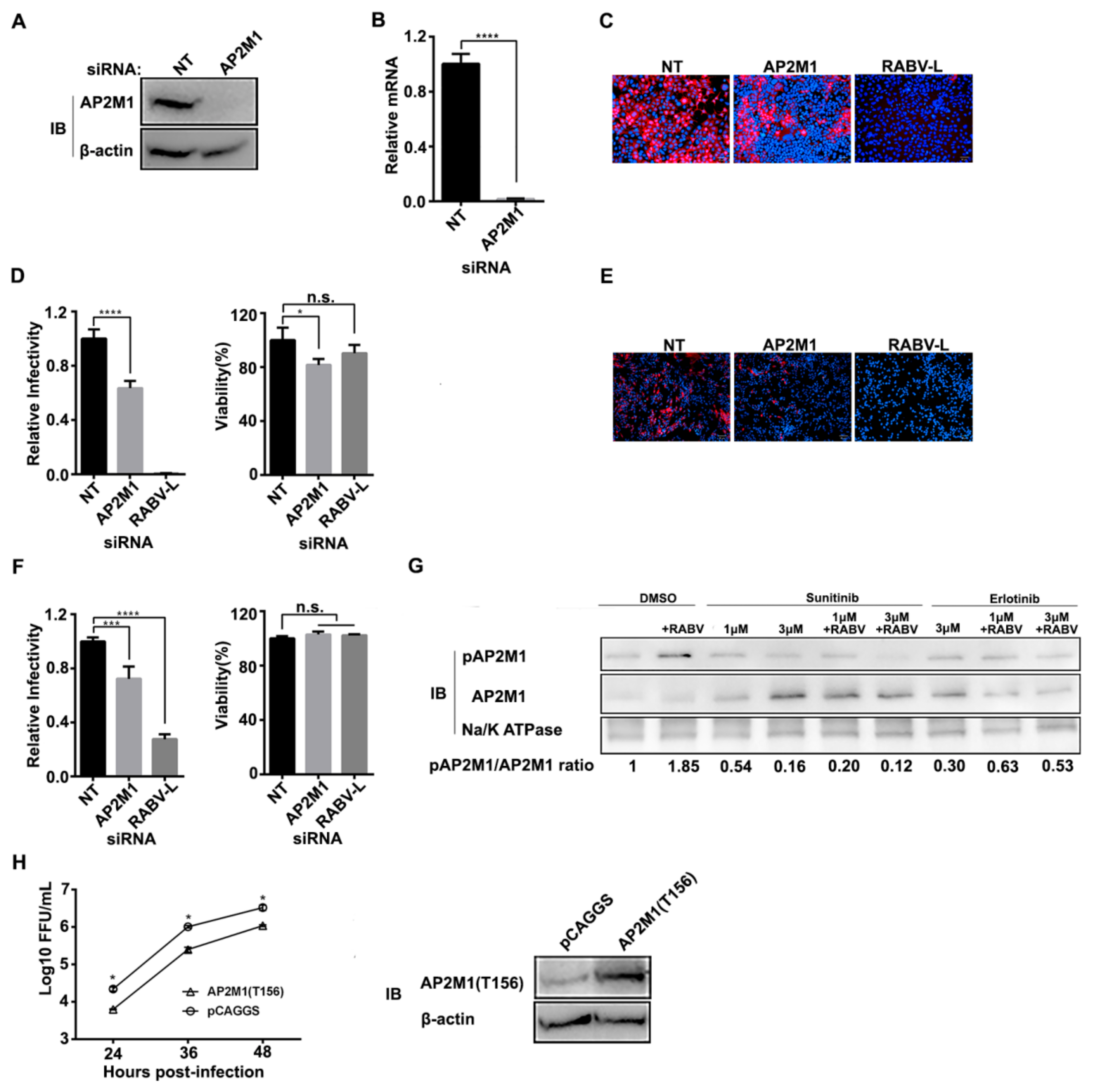 Viruses 12 00045 g003 Viruses 12 00045 g003