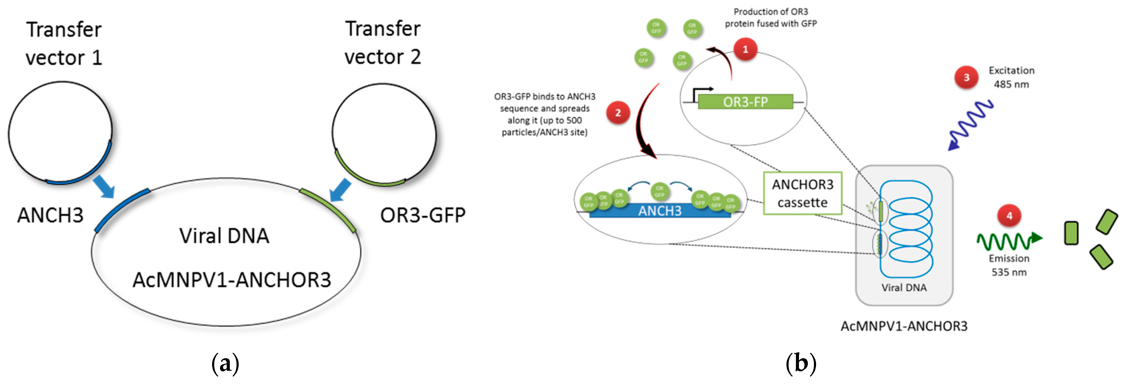 Viruses 12 00050 g001