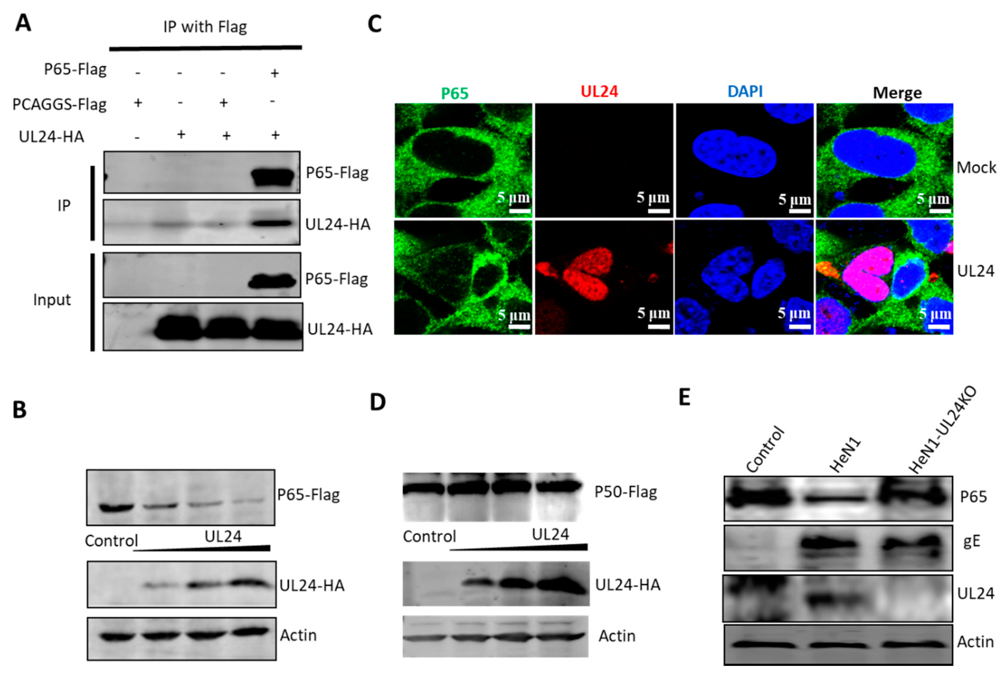 Viruses 12 00051 g004 Viruses 12 00051 g004