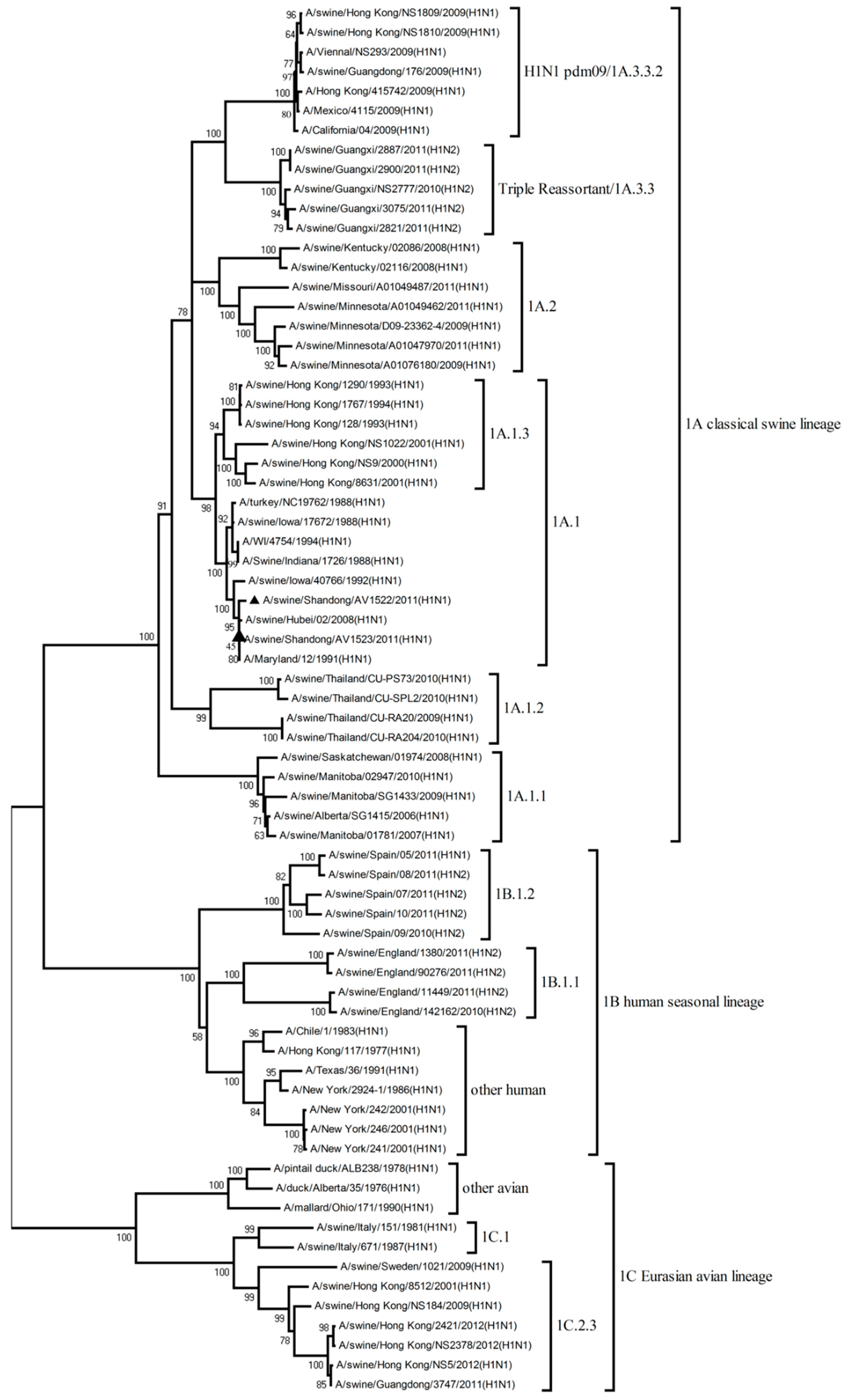 Viruses 12 00055 g001
