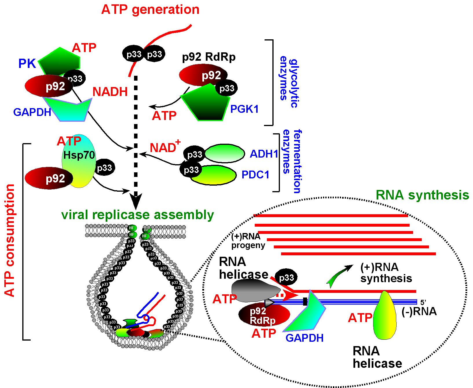 Viruses Free FullText Taking over Cellular EnergyMetabolism for TBSV Replication The High