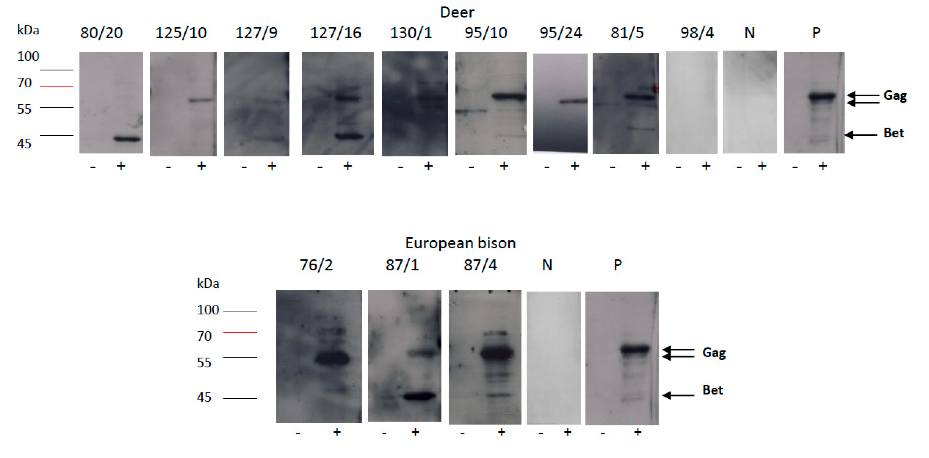 Viruses 12 00058 g003