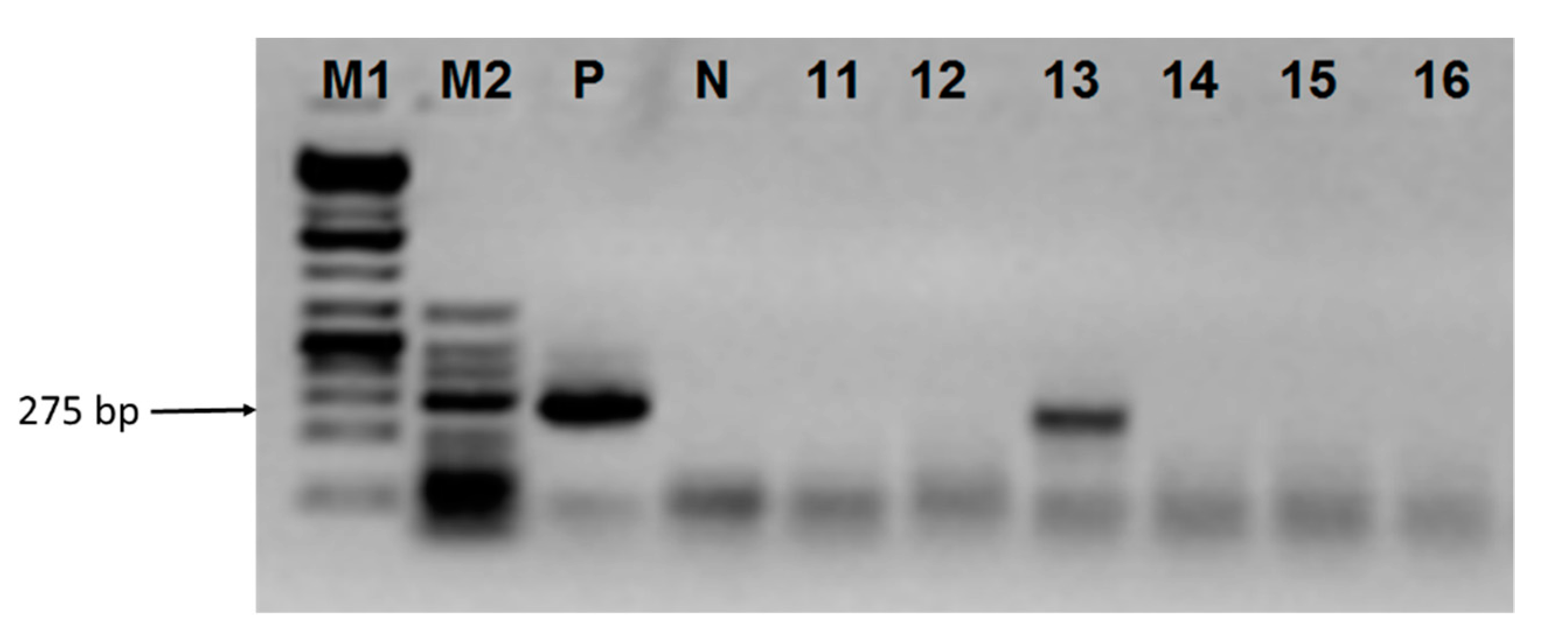 Viruses 12 00058 g004