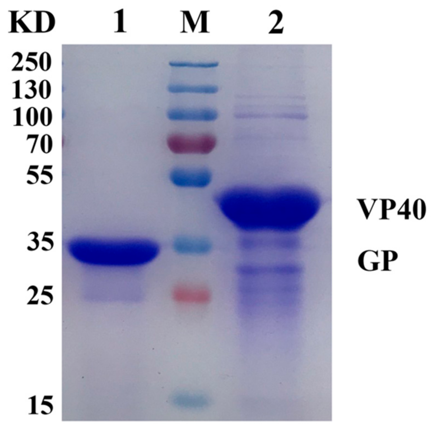 Viruses 12 00064 g001