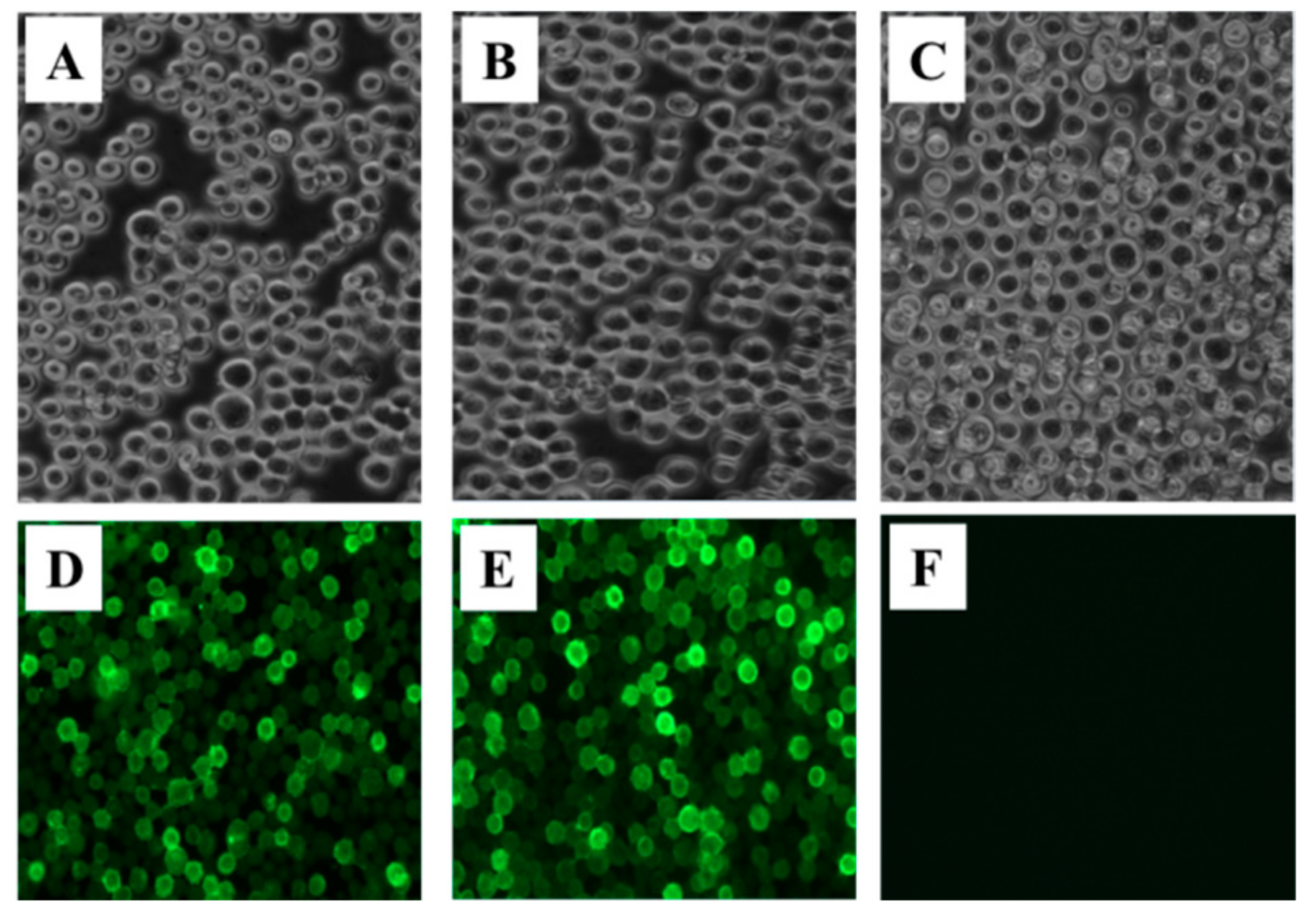 Viruses 12 00064 g002