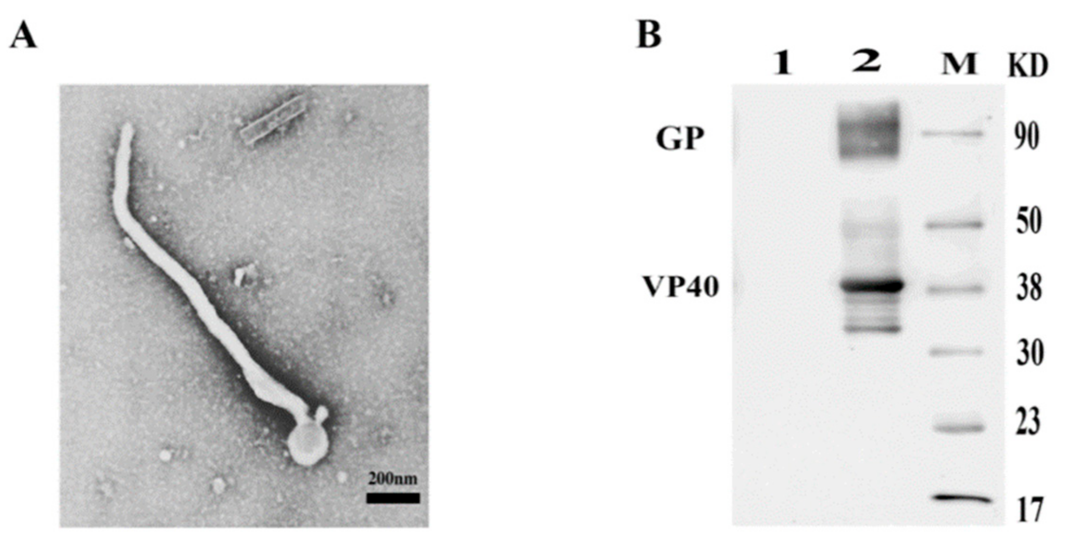 Viruses 12 00064 g003