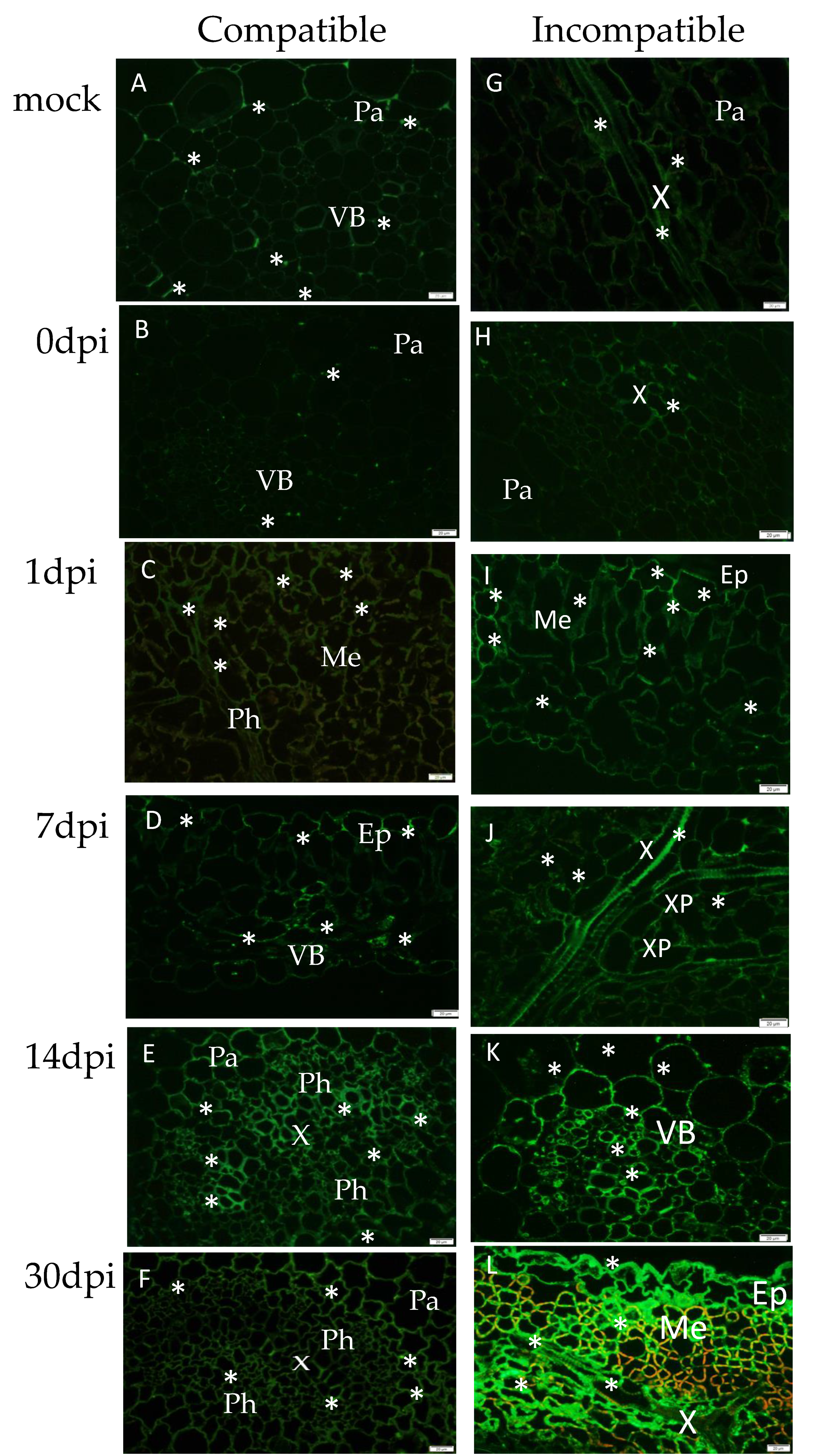 Viruses 12 00066 g007 Viruses 12 00066 g007