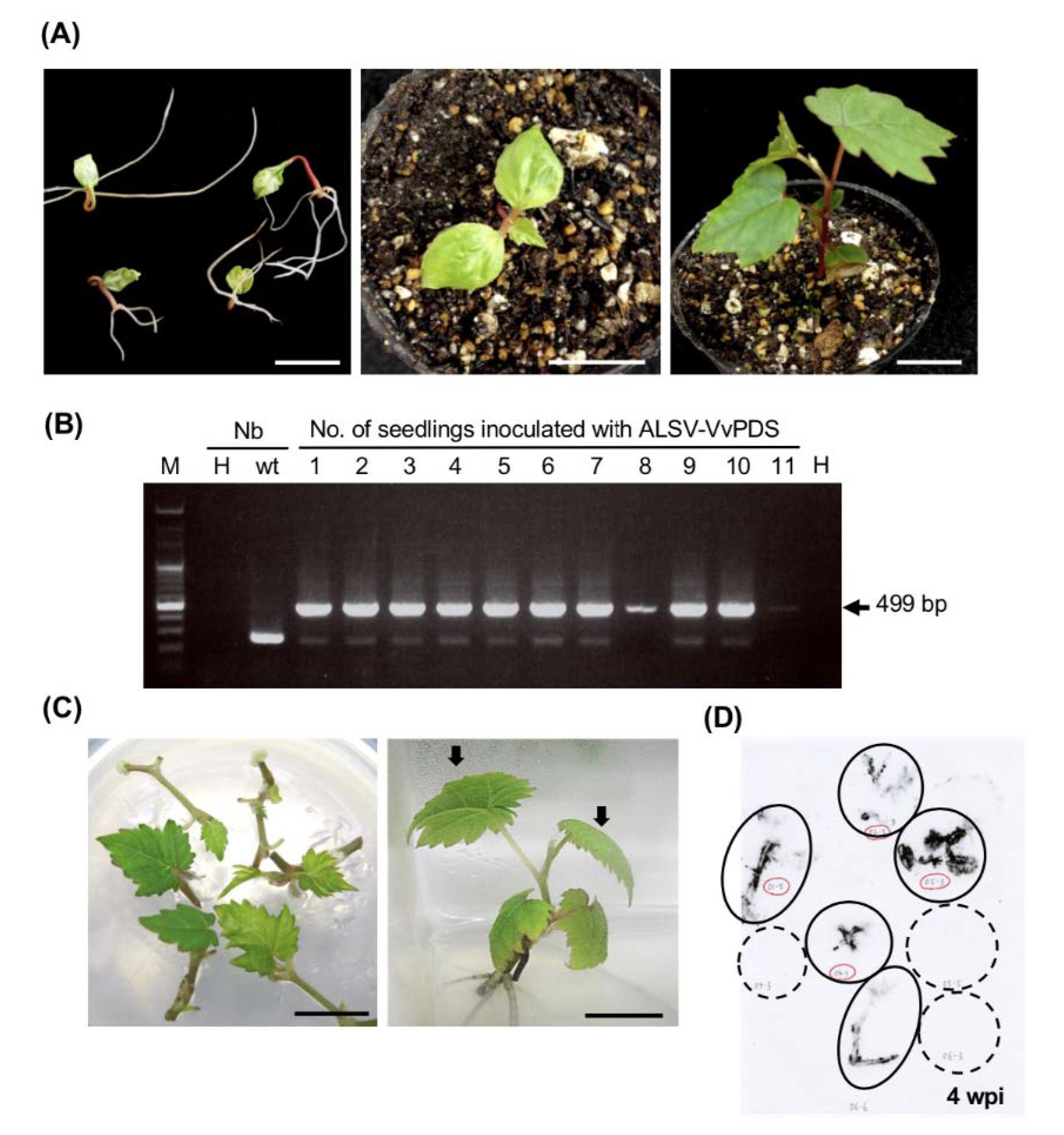 Viruses 12 00070 g002