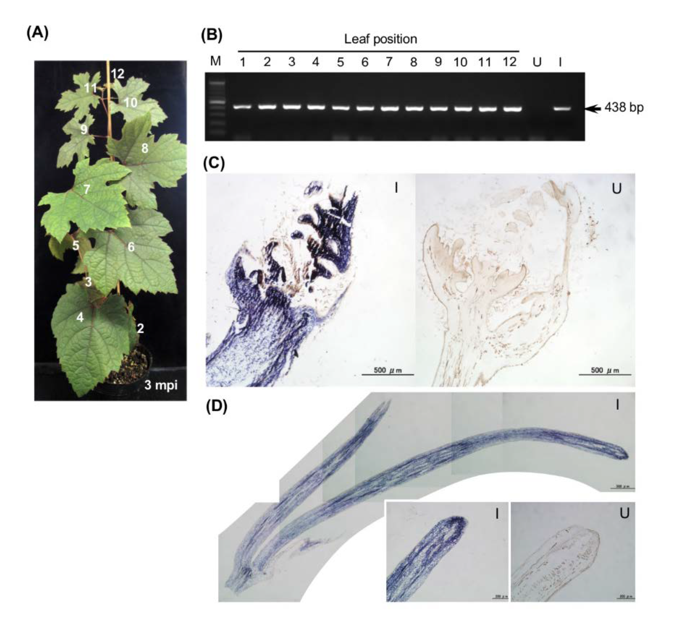Viruses 12 00070 g003