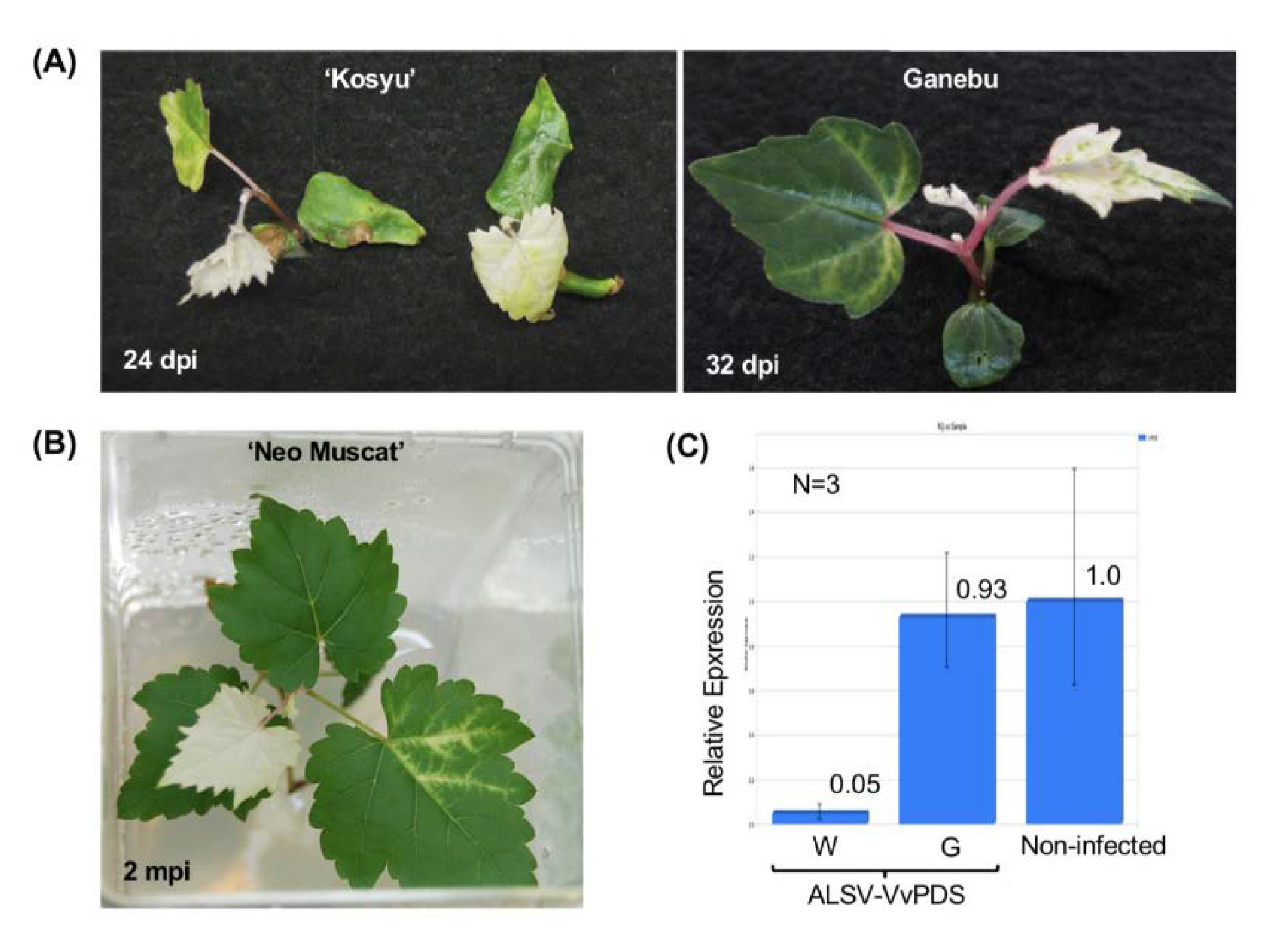 Viruses 12 00070 g004