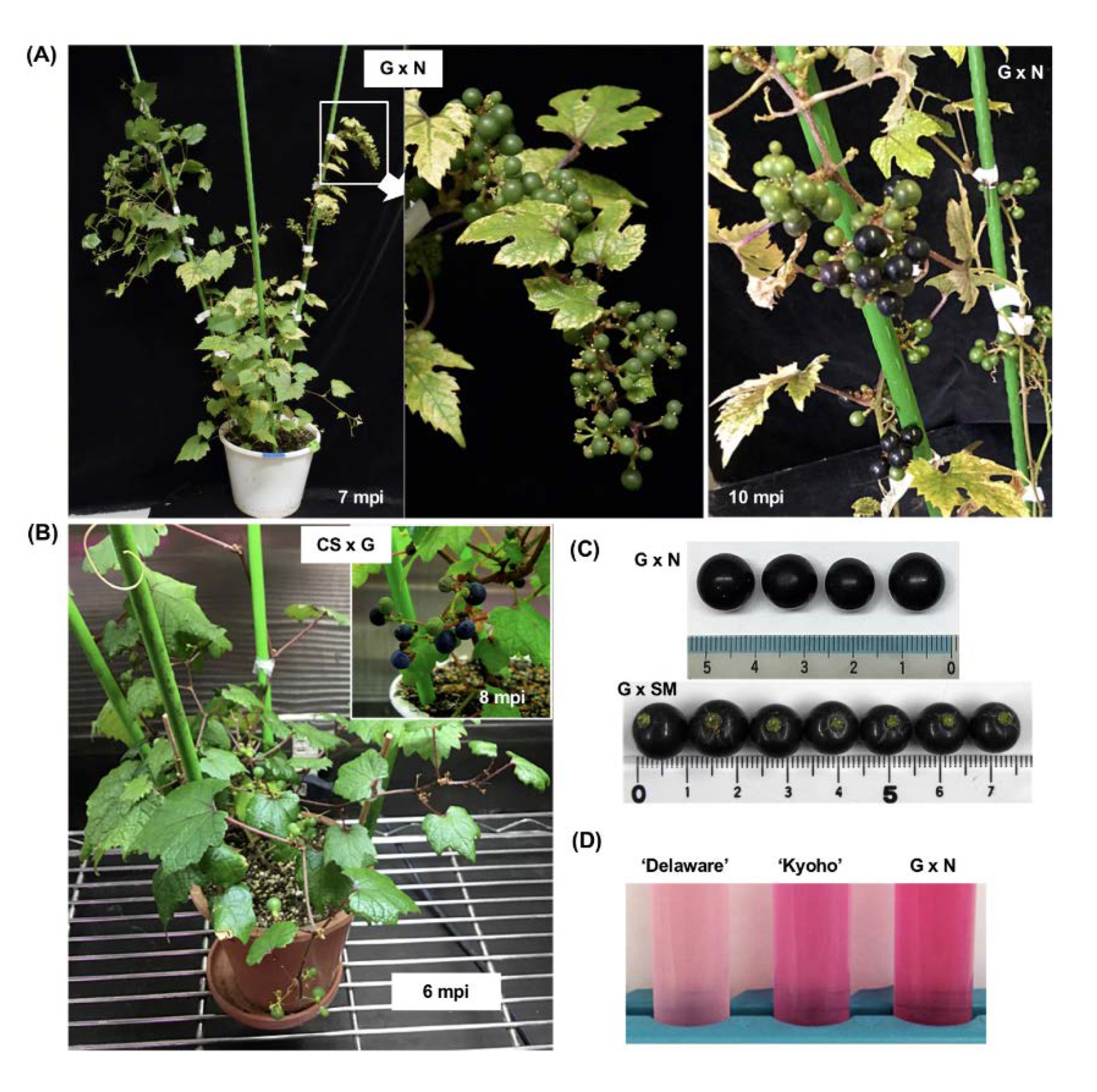 Viruses 12 00070 g006