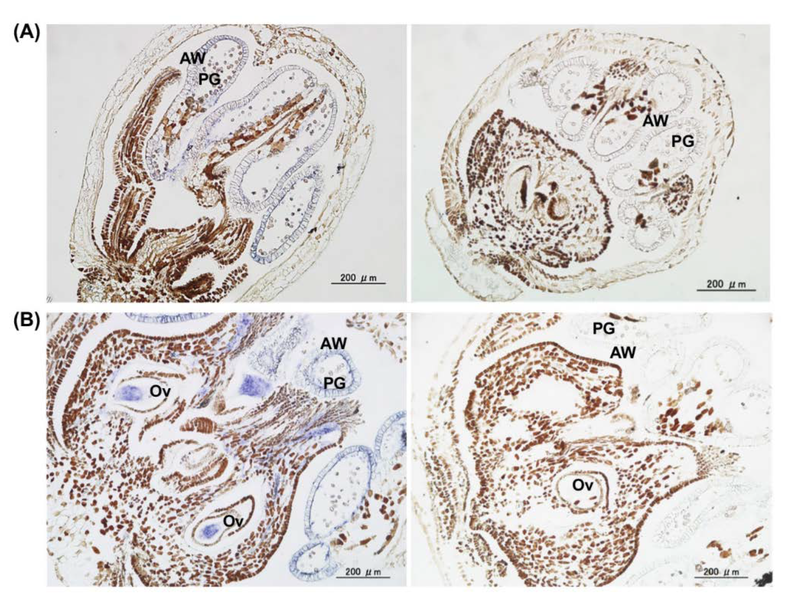 Viruses 12 00070 g007