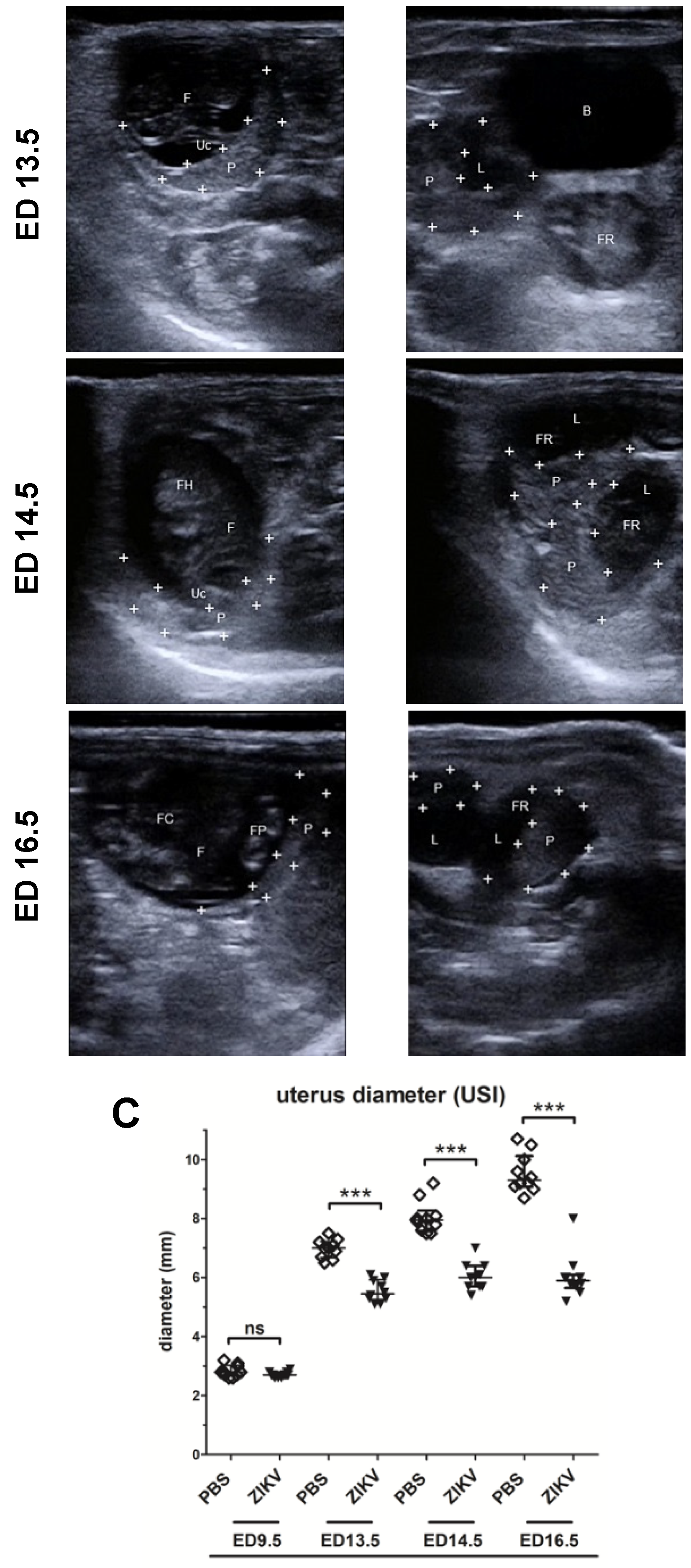 Viruses 12 00072 g001b Viruses 12 00072 g001b