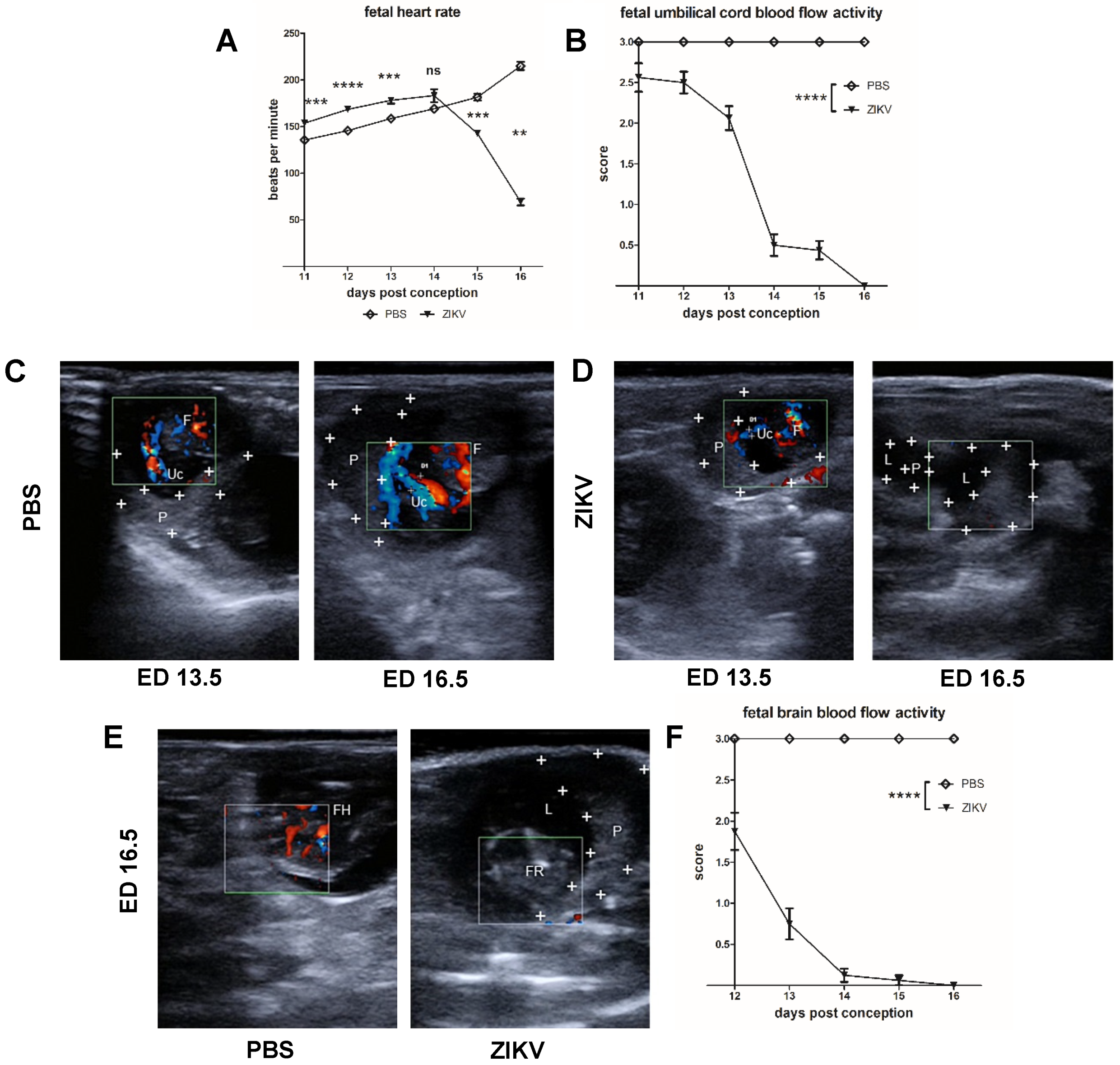 Viruses 12 00072 g002 Viruses 12 00072 g002