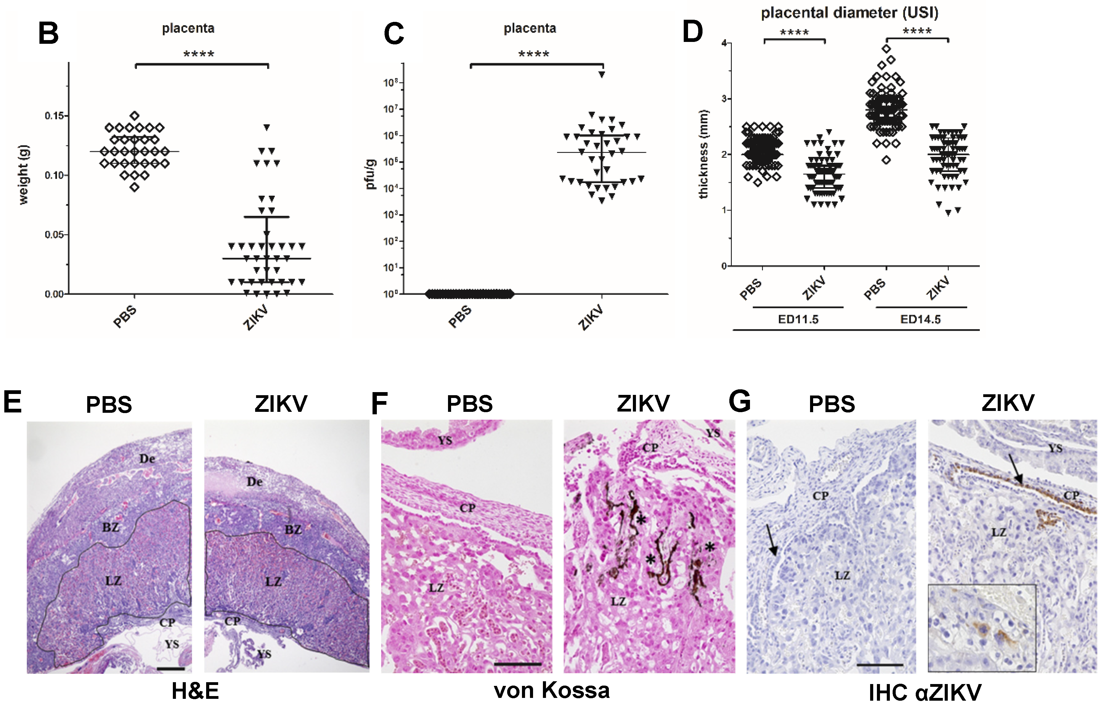 Viruses 12 00072 g003b Viruses 12 00072 g003b