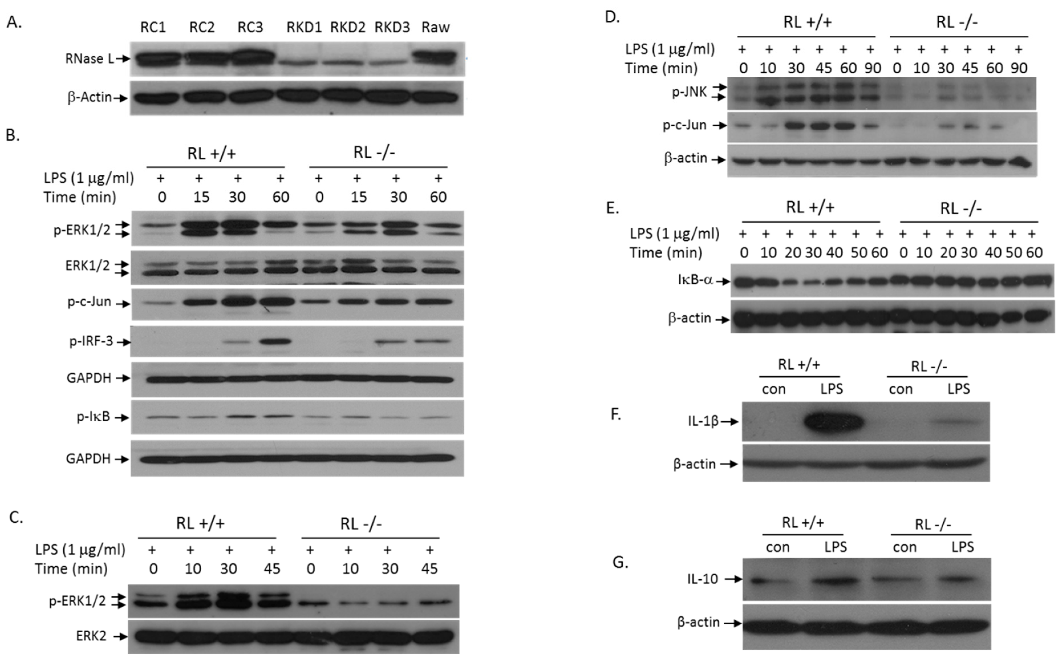 Viruses 12 00073 g004 Viruses 12 00073 g004