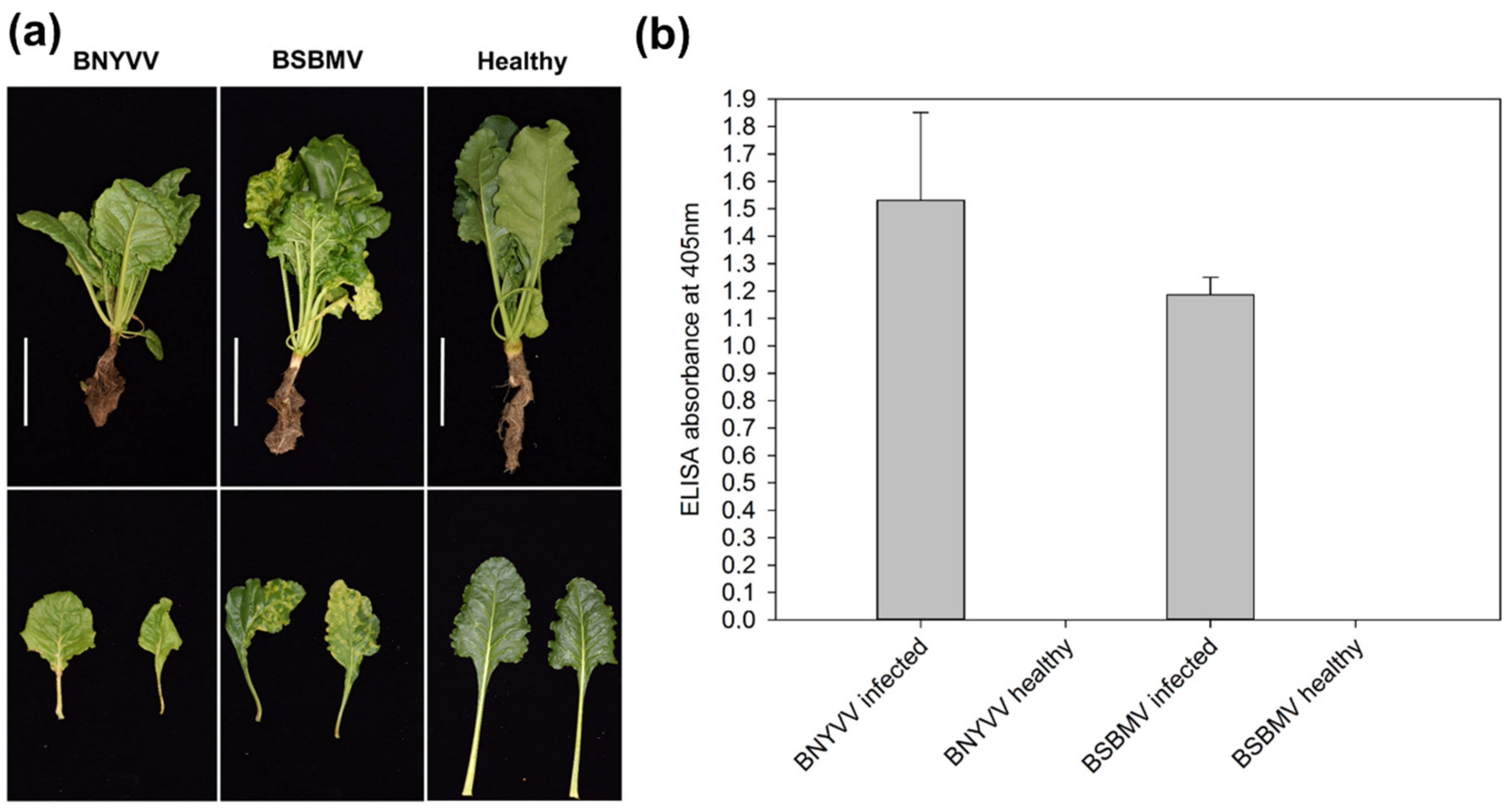 Viruses 12 00076 g001 Viruses 12 00076 g001