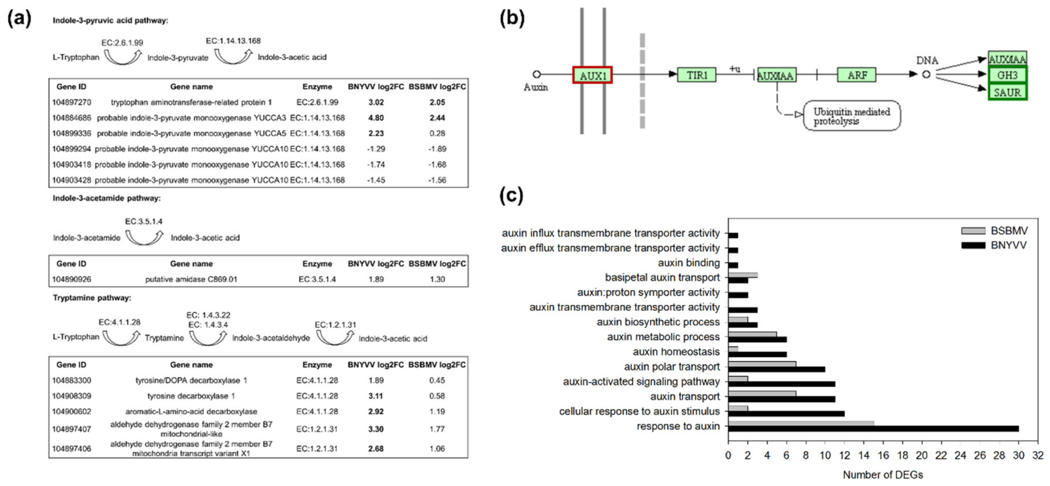 Viruses 12 00076 g003 Viruses 12 00076 g003