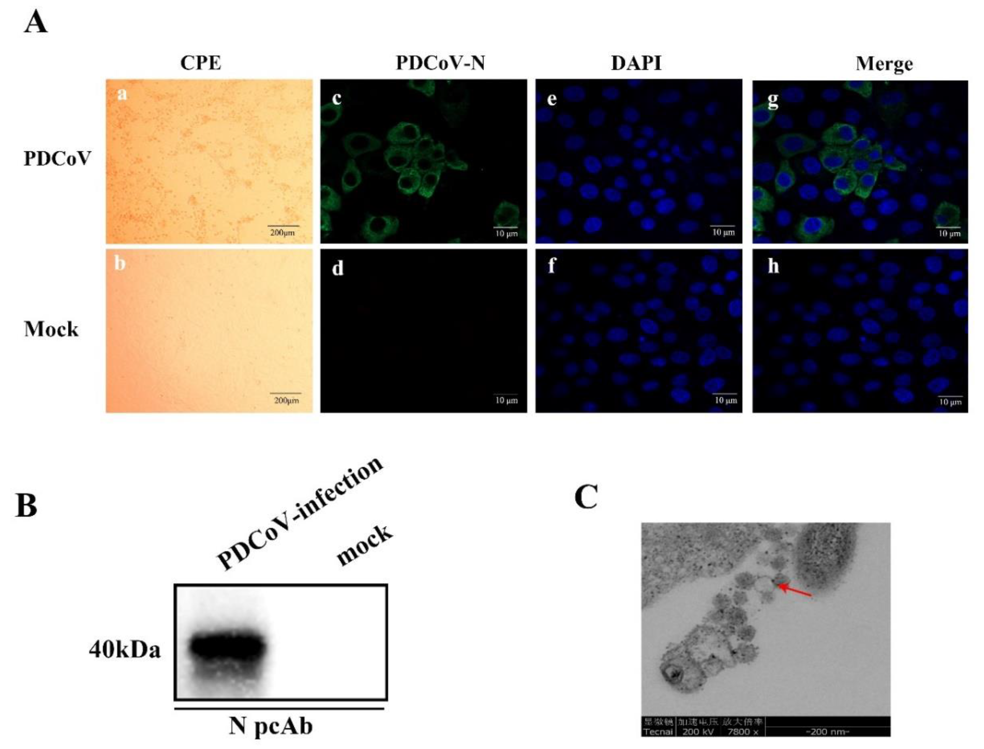 Viruses 12 00079 g001