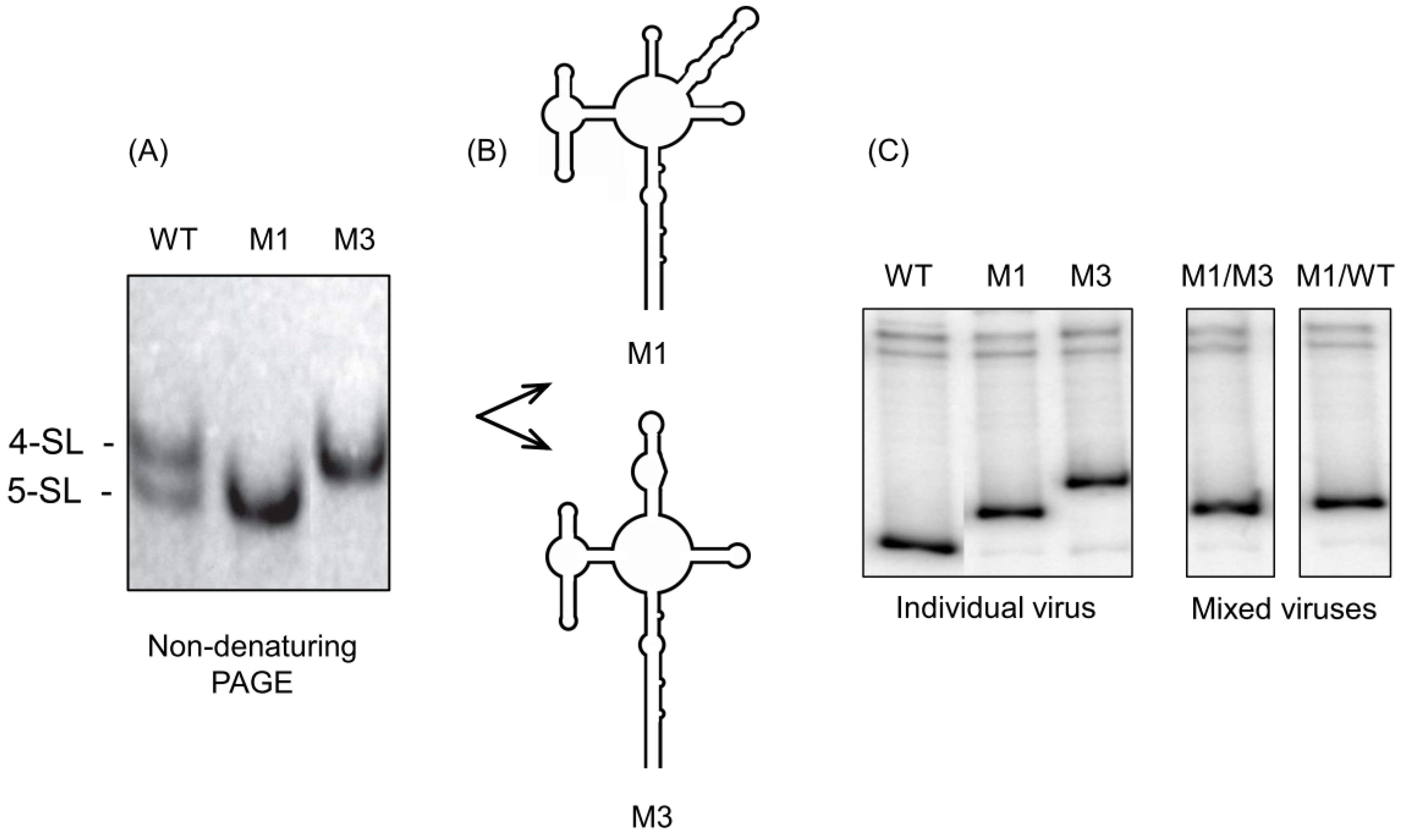 Viruses 12 00086 g004