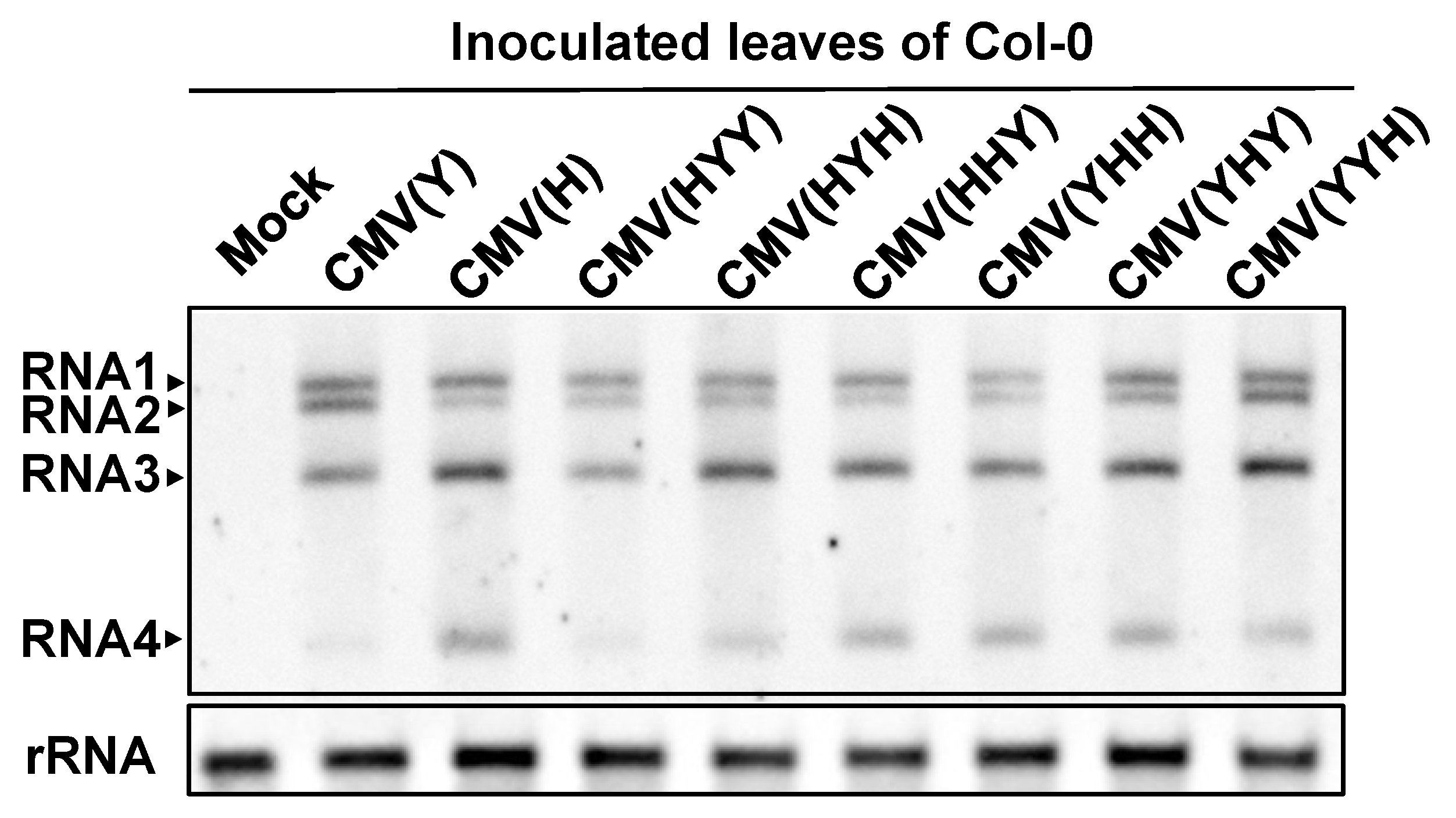 Viruses 12 00091 g002