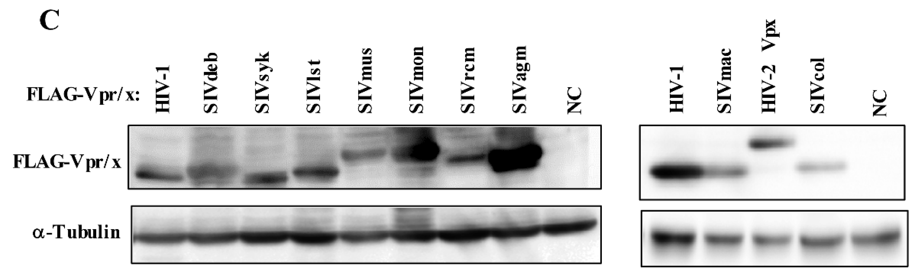 Viruses 12 00098 g001b