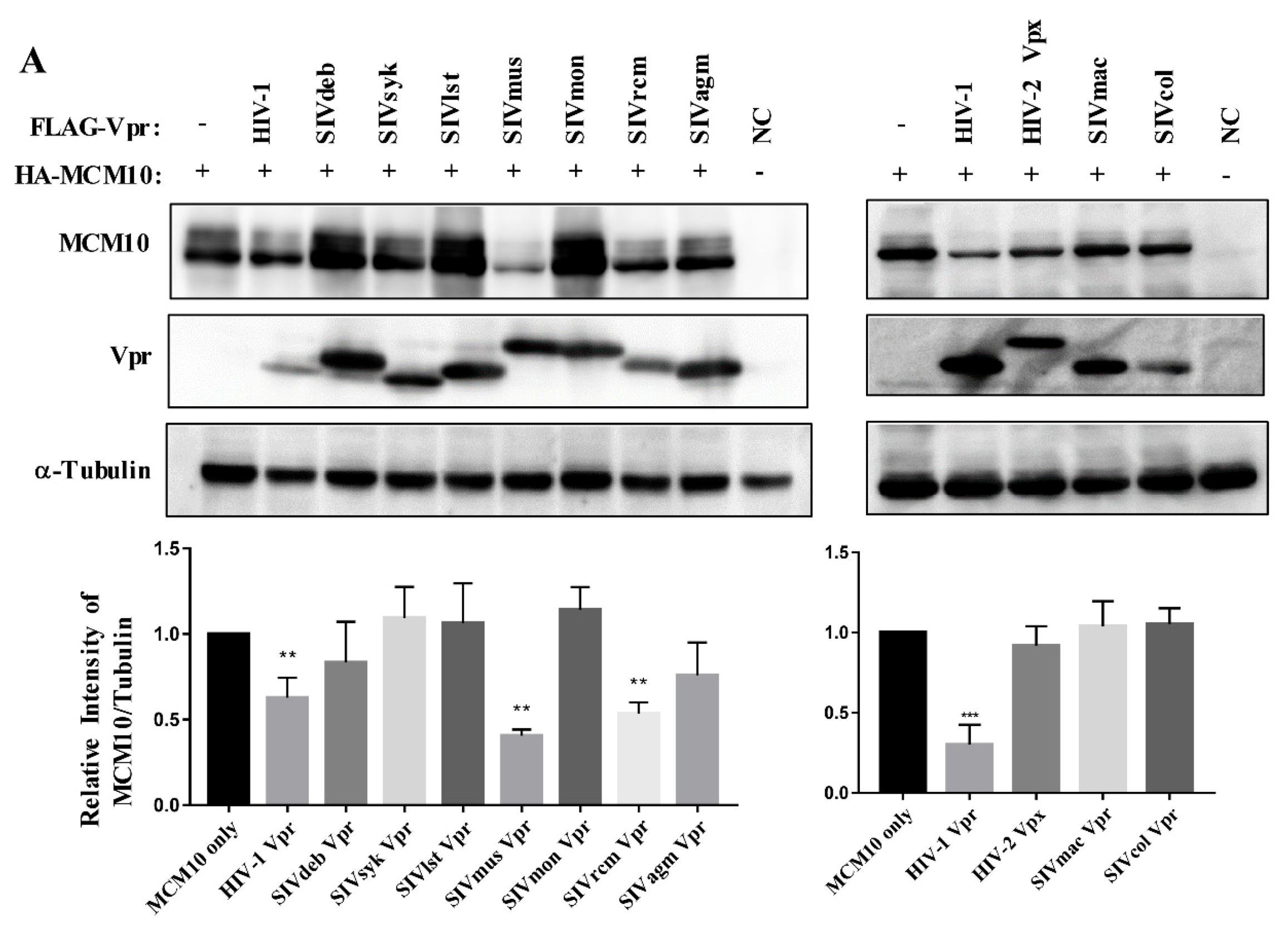 Viruses 12 00098 g002a