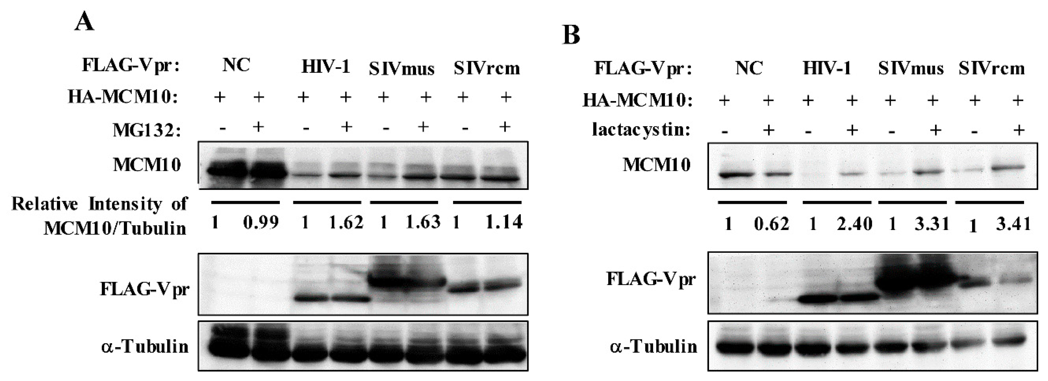 Viruses 12 00098 g003