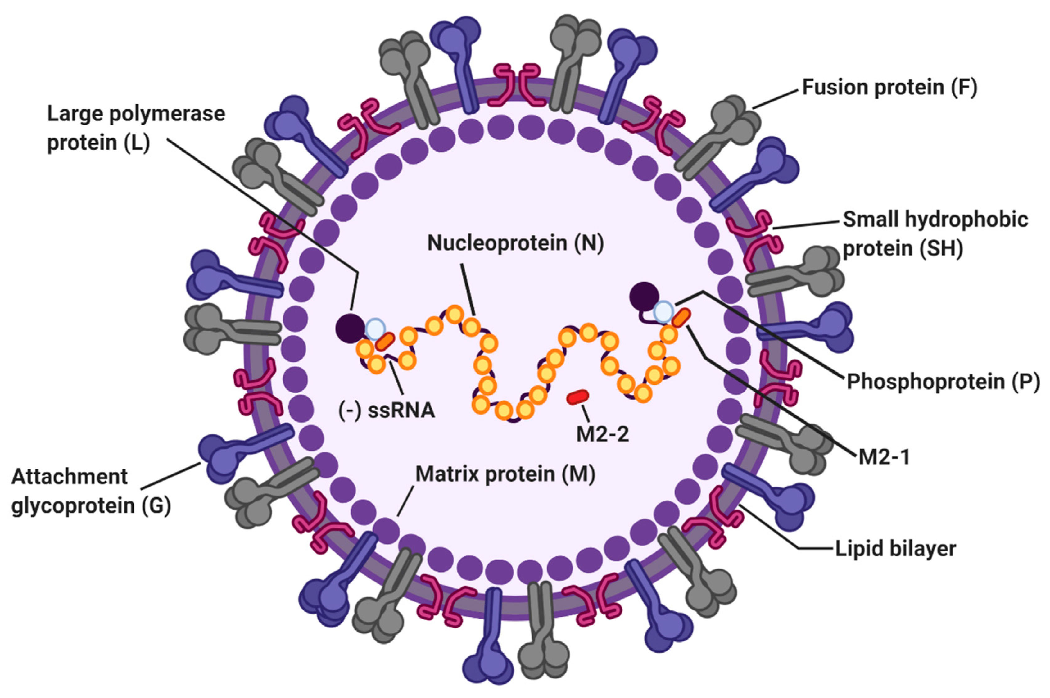 Viruses 12 00102 G001 