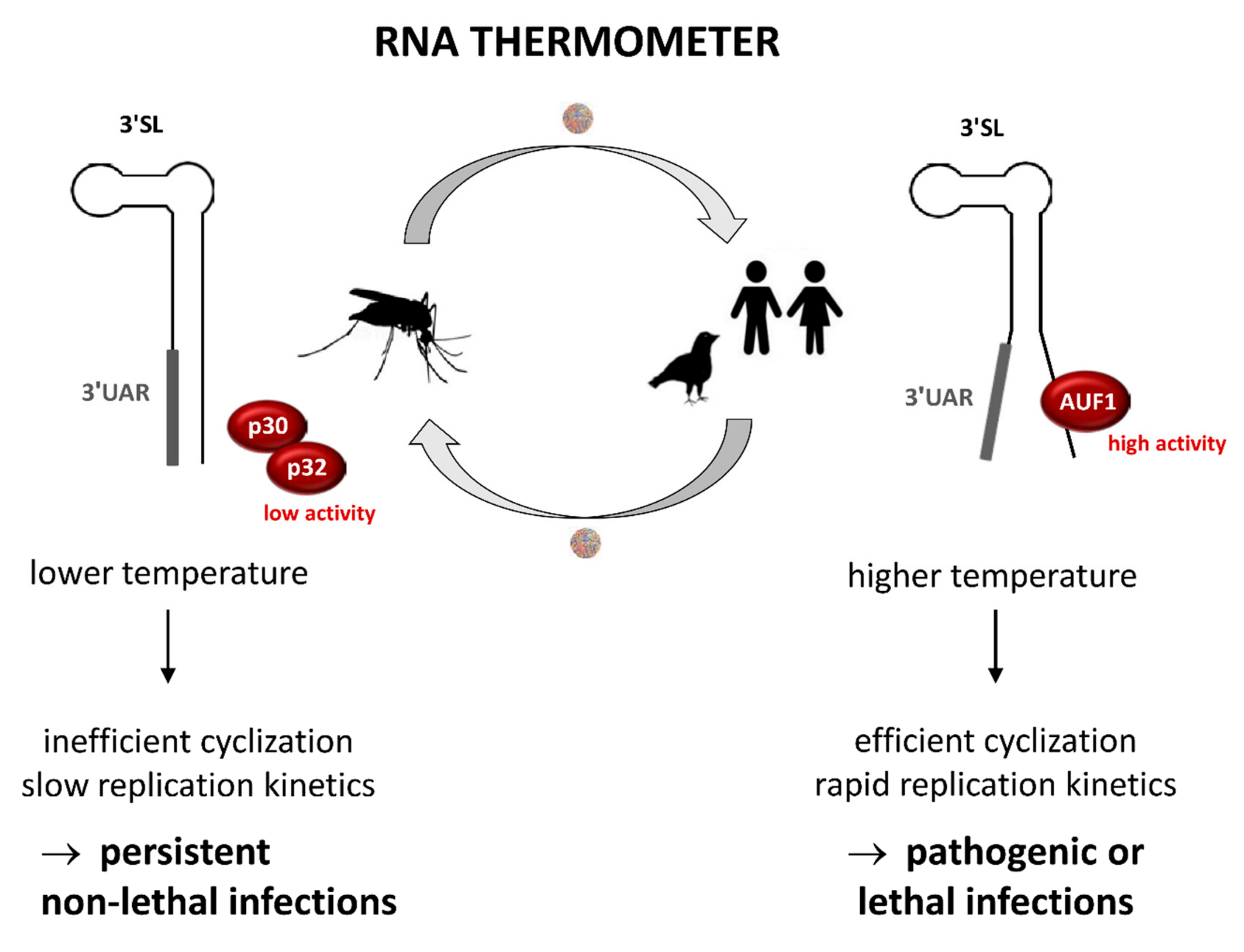 Viruses 12 00104 g009 Viruses 12 00104 g009