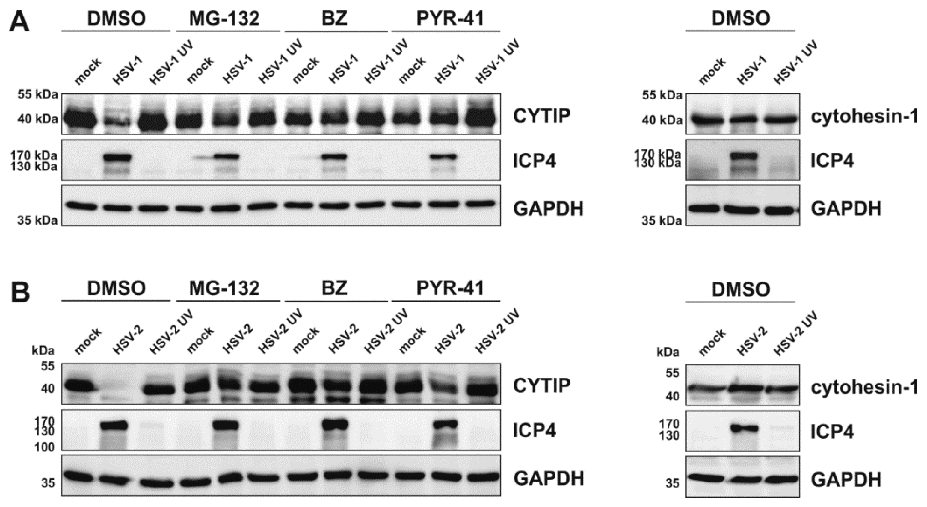 Viruses 12 00112 g011 Viruses 12 00112 g011