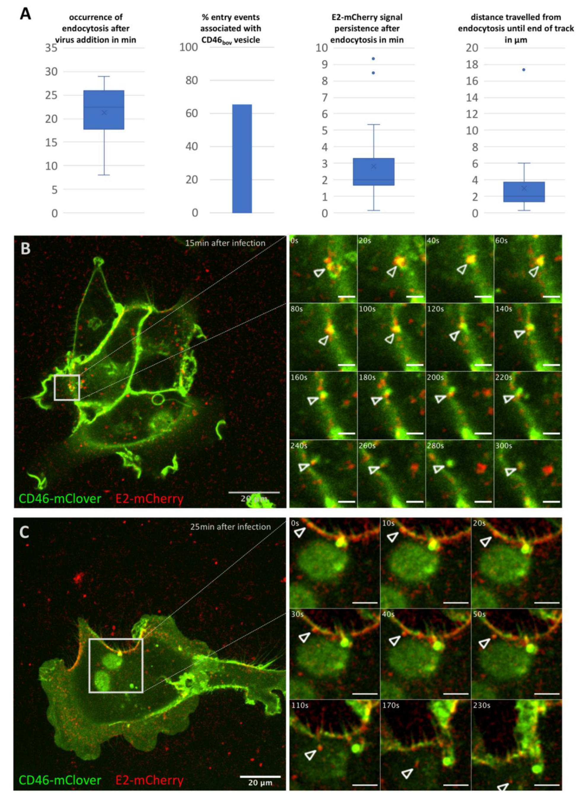 Viruses 12 00116 g001 Viruses 12 00116 g001