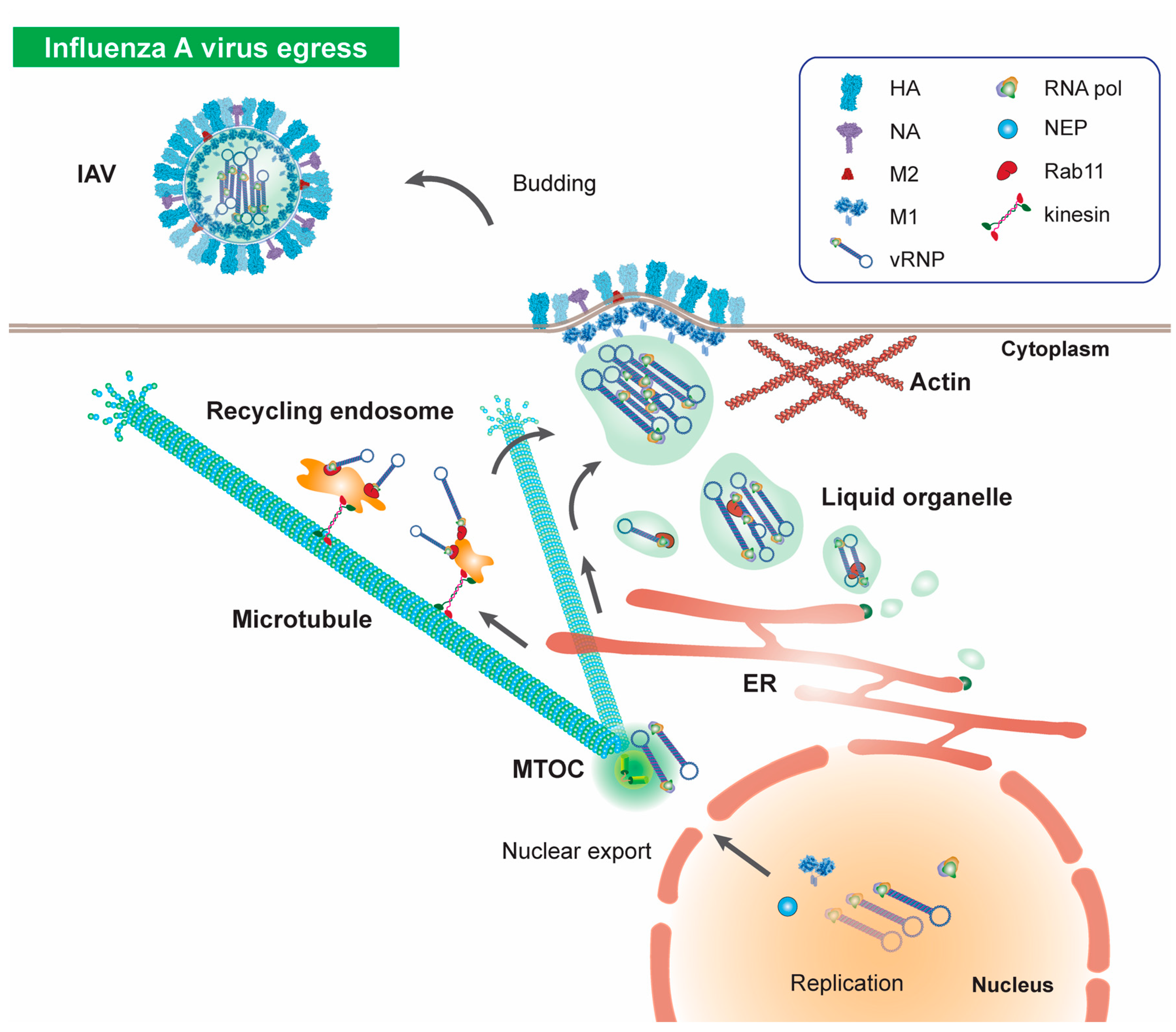 Viruses 12 00117 g003