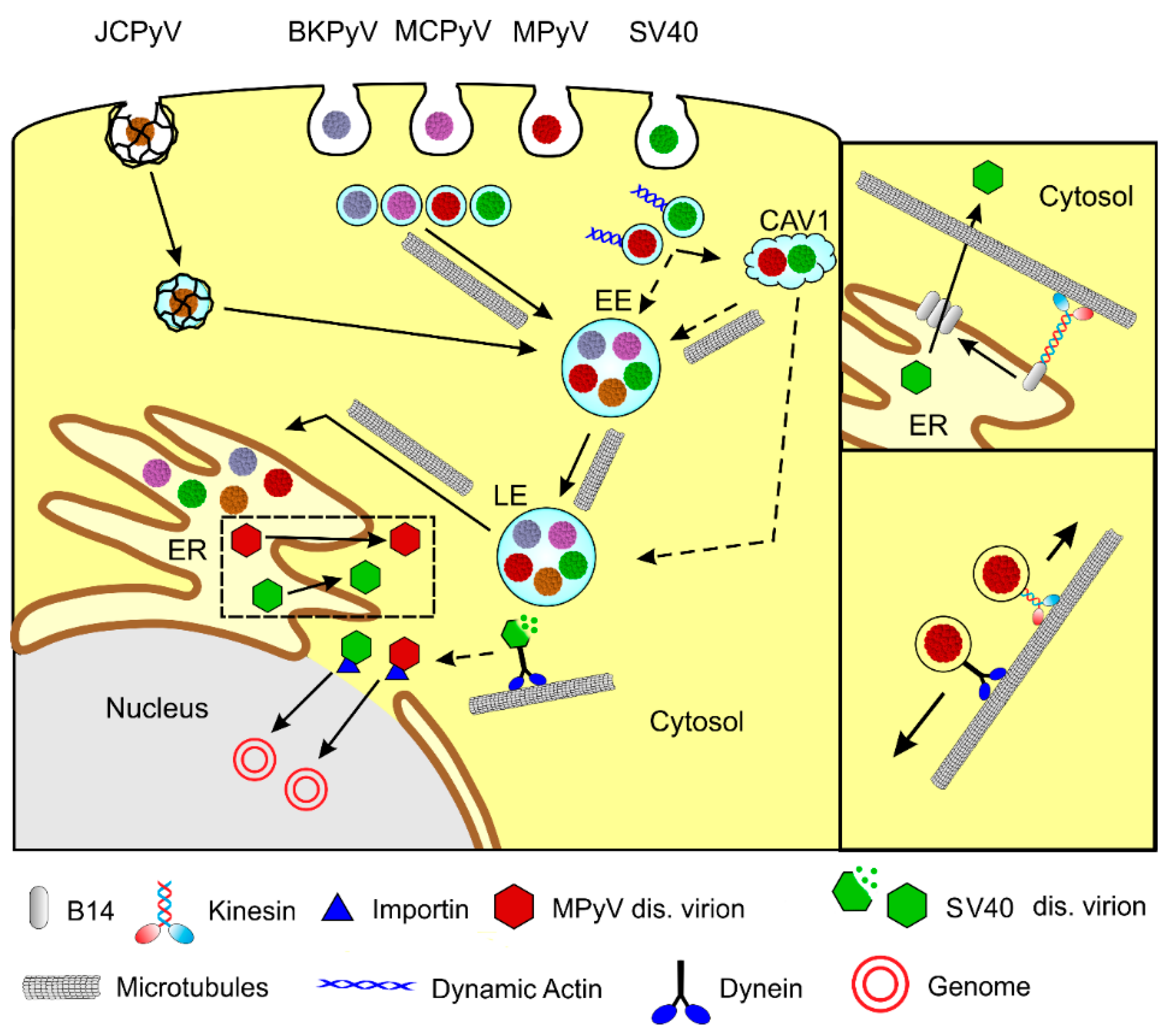 Viruses 12 00121 g002