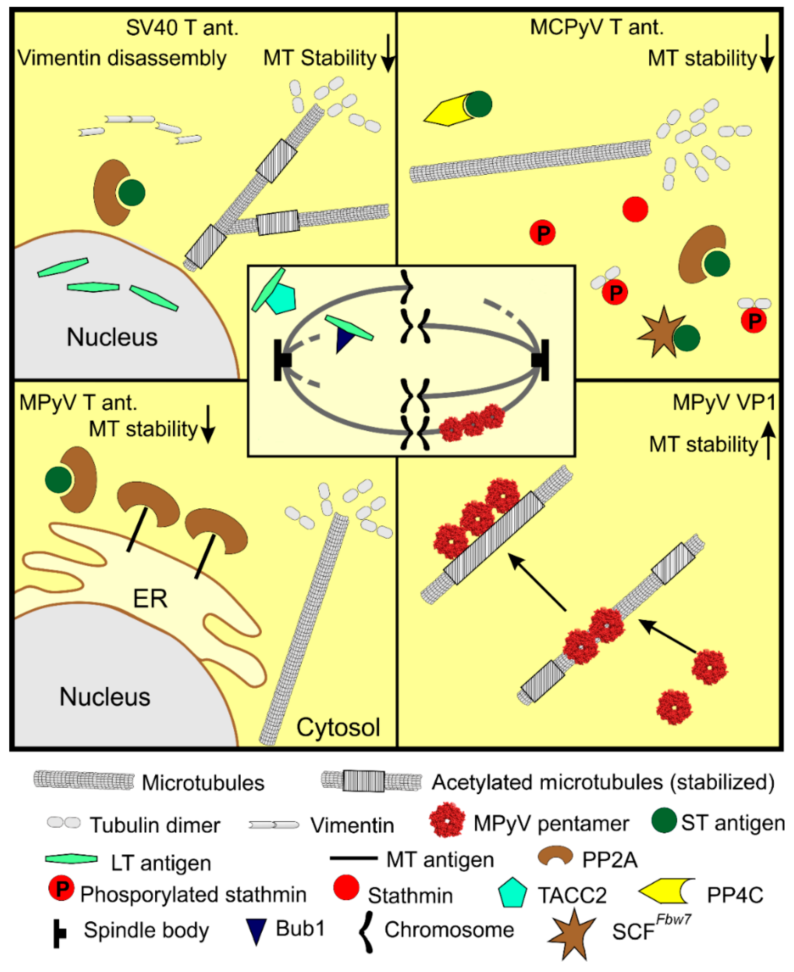 Viruses 12 00121 g003