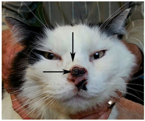 Viruses | Free Full-Text | Identification of a Novel Papillomavirus Associated with Squamous Cell Carcinoma in a Domestic Cat Viruses | Free Full-Text | Identification of a Novel Papillomavirus Associated with Squamous Cell Carcinoma in a Domestic Cat