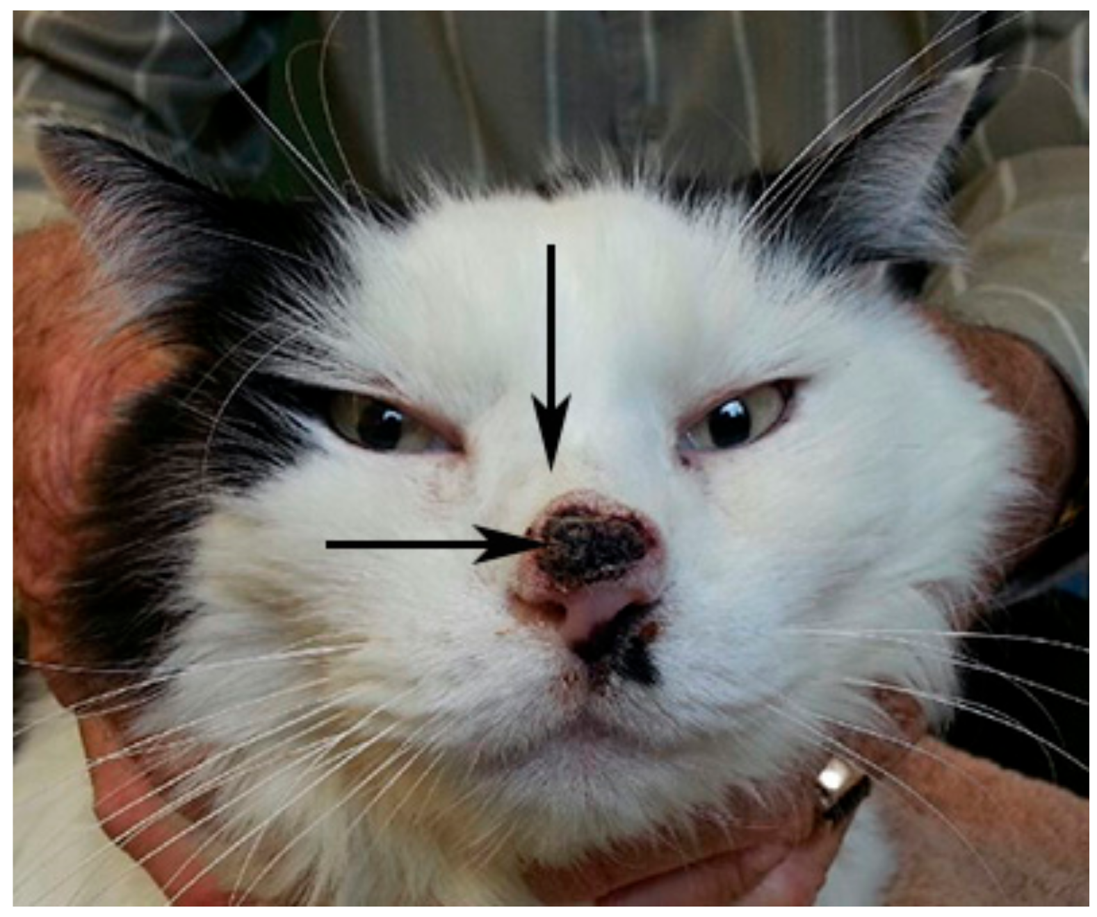 Oral Squamous Cell Carcinoma Cat