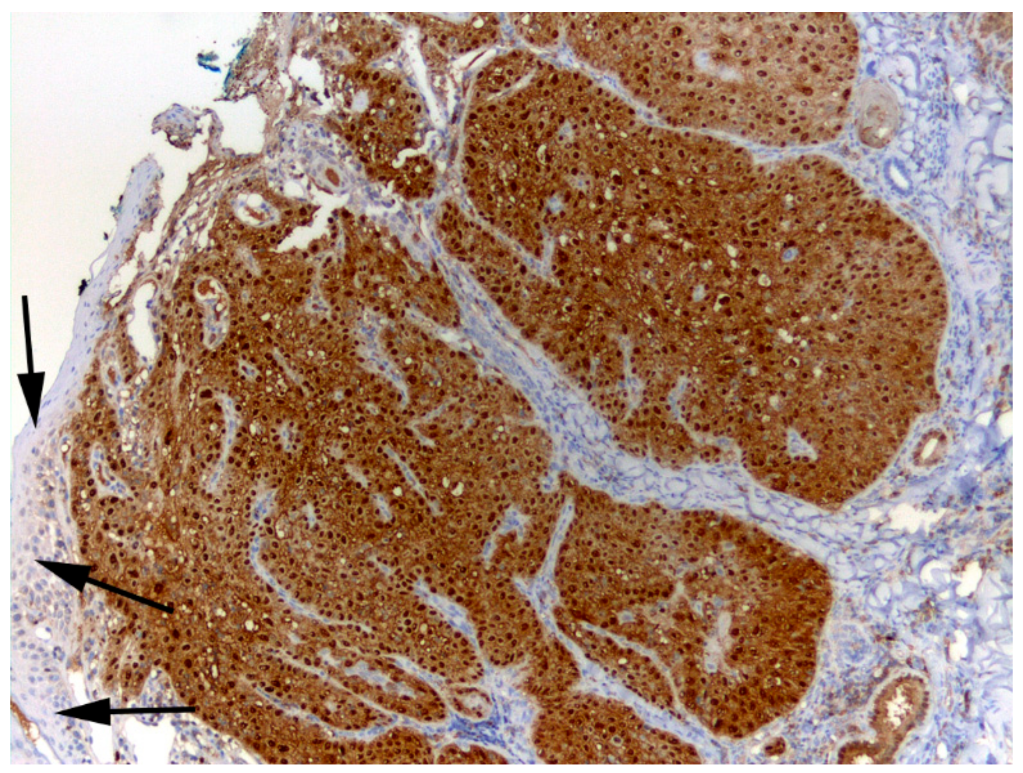 Viruses 12 00124 g004