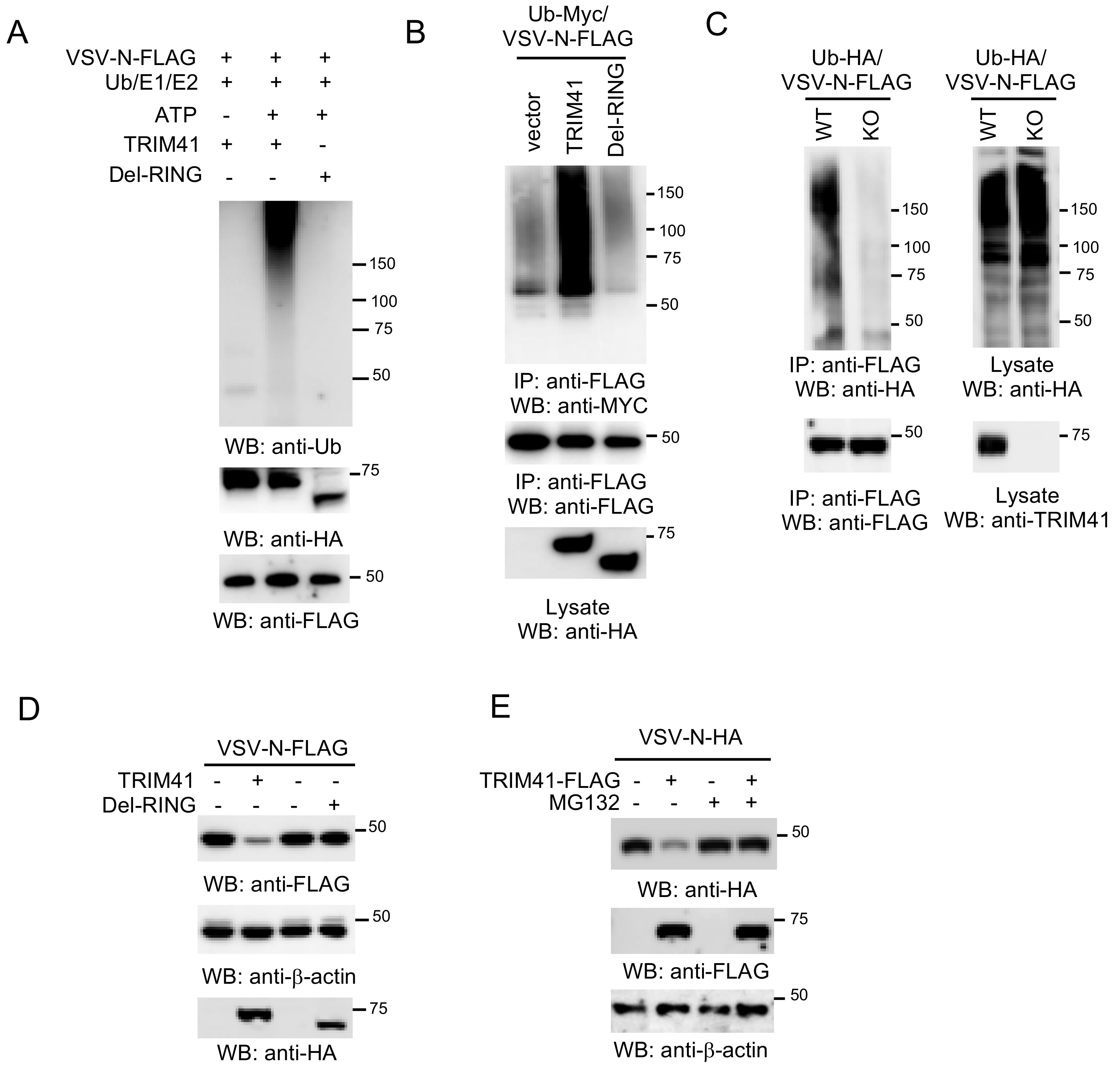 Viruses 12 00131 g005