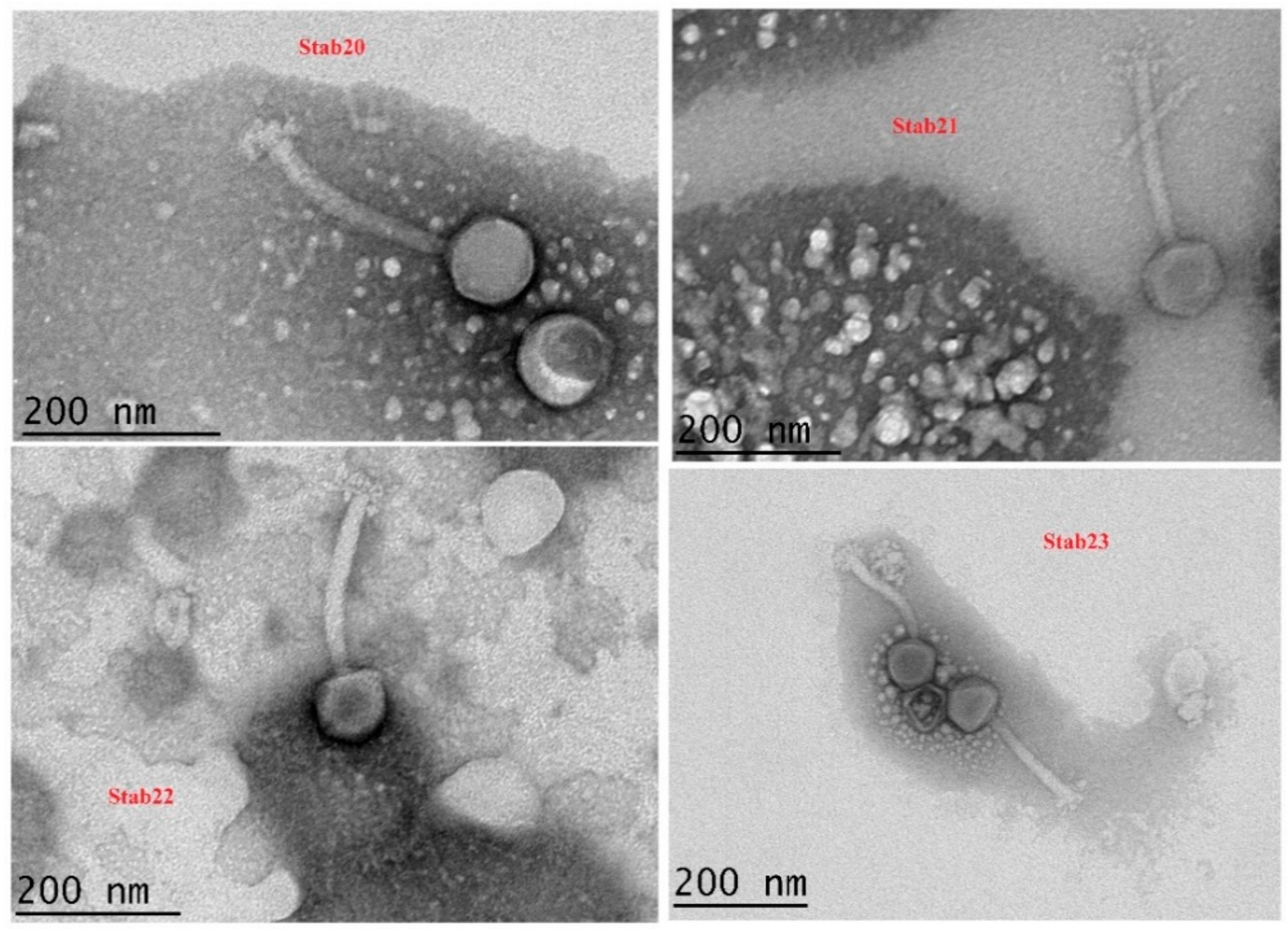 Viruses 12 00133 g001 Viruses 12 00133 g001