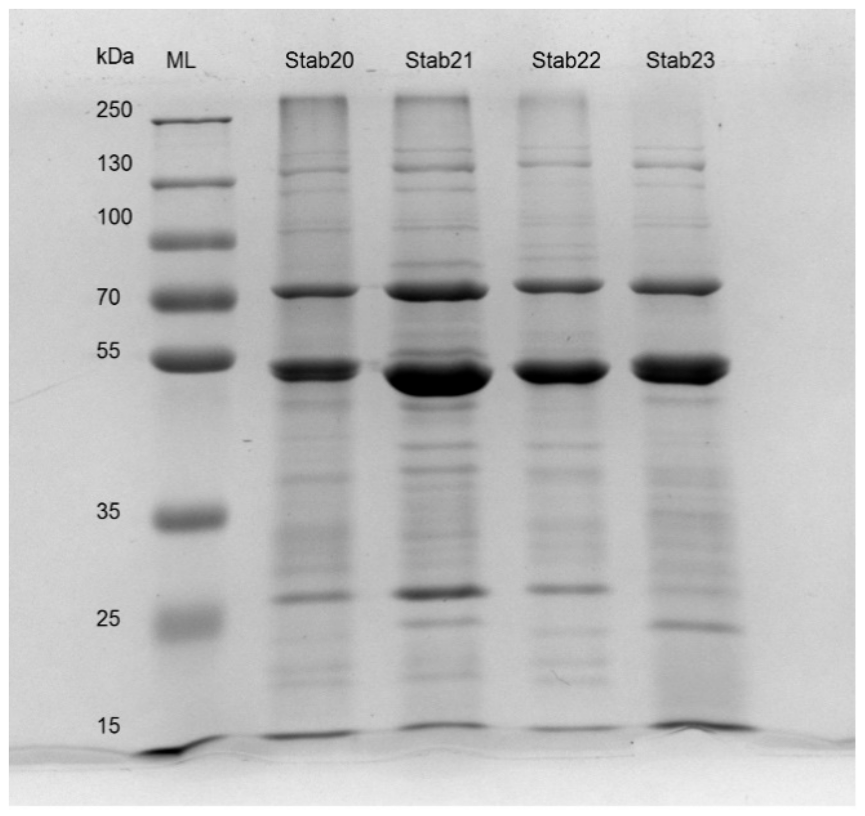 Viruses 12 00133 g005 Viruses 12 00133 g005