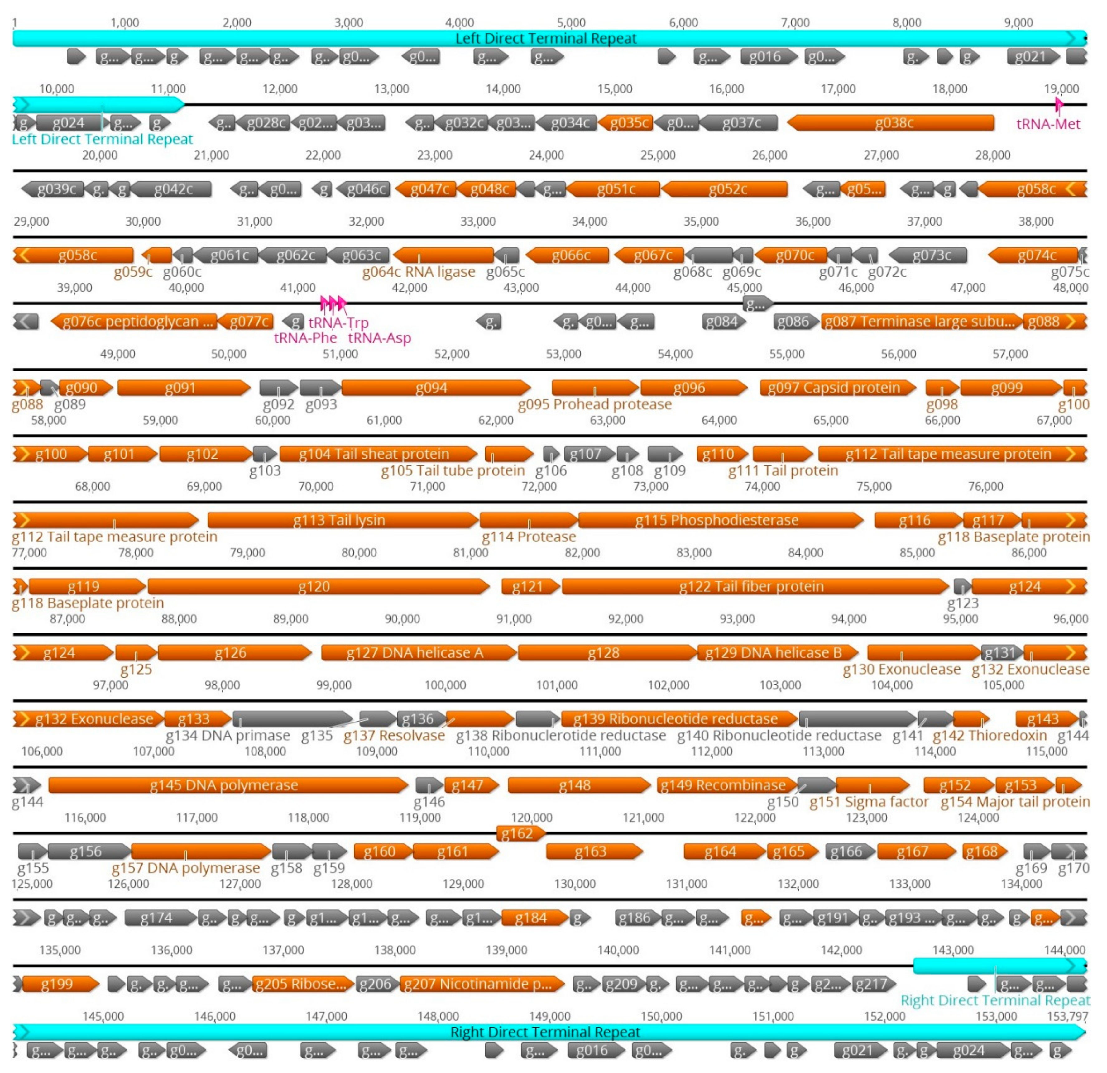 Viruses 12 00133 g006 Viruses 12 00133 g006