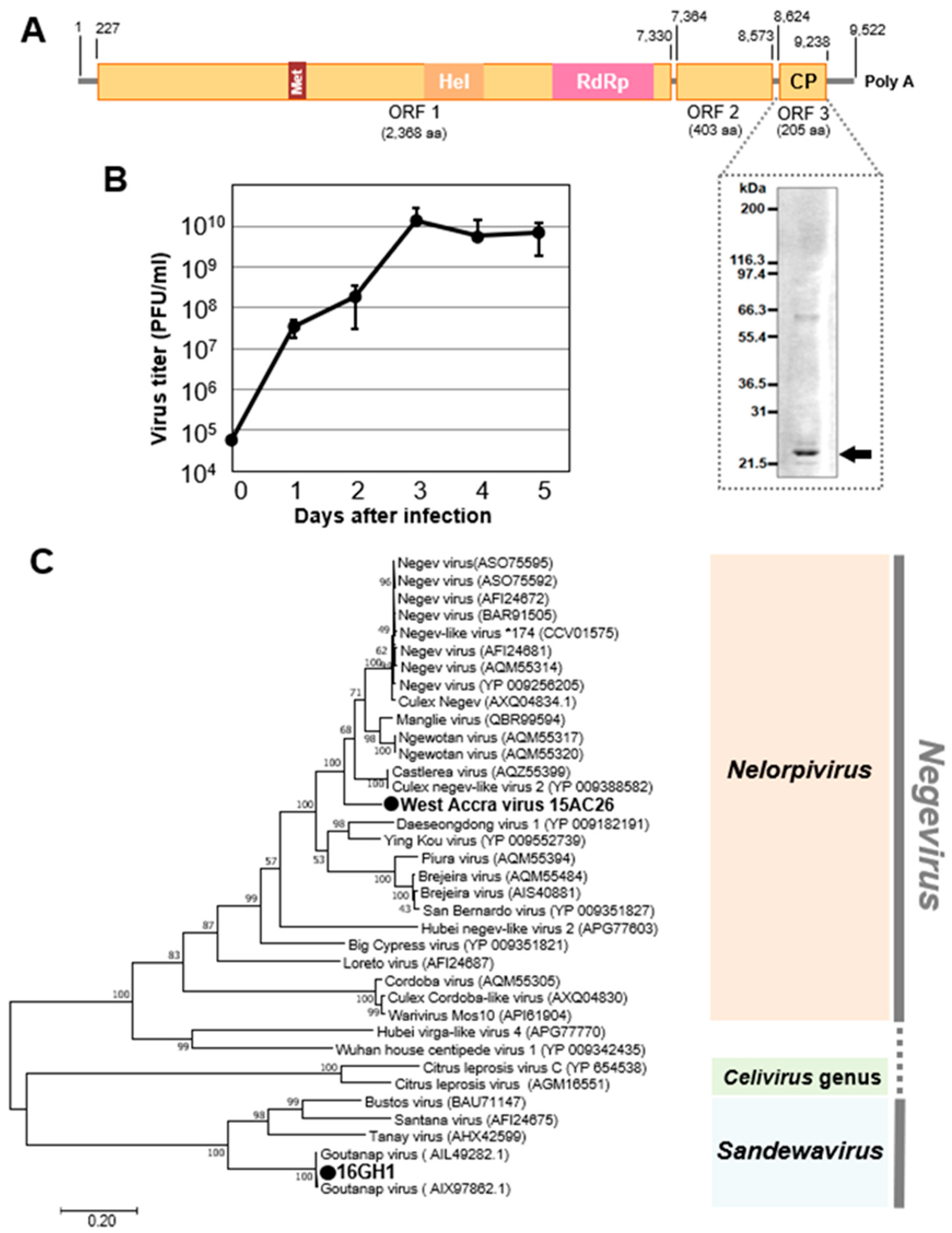 Viruses 12 00147 g006 Viruses 12 00147 g006