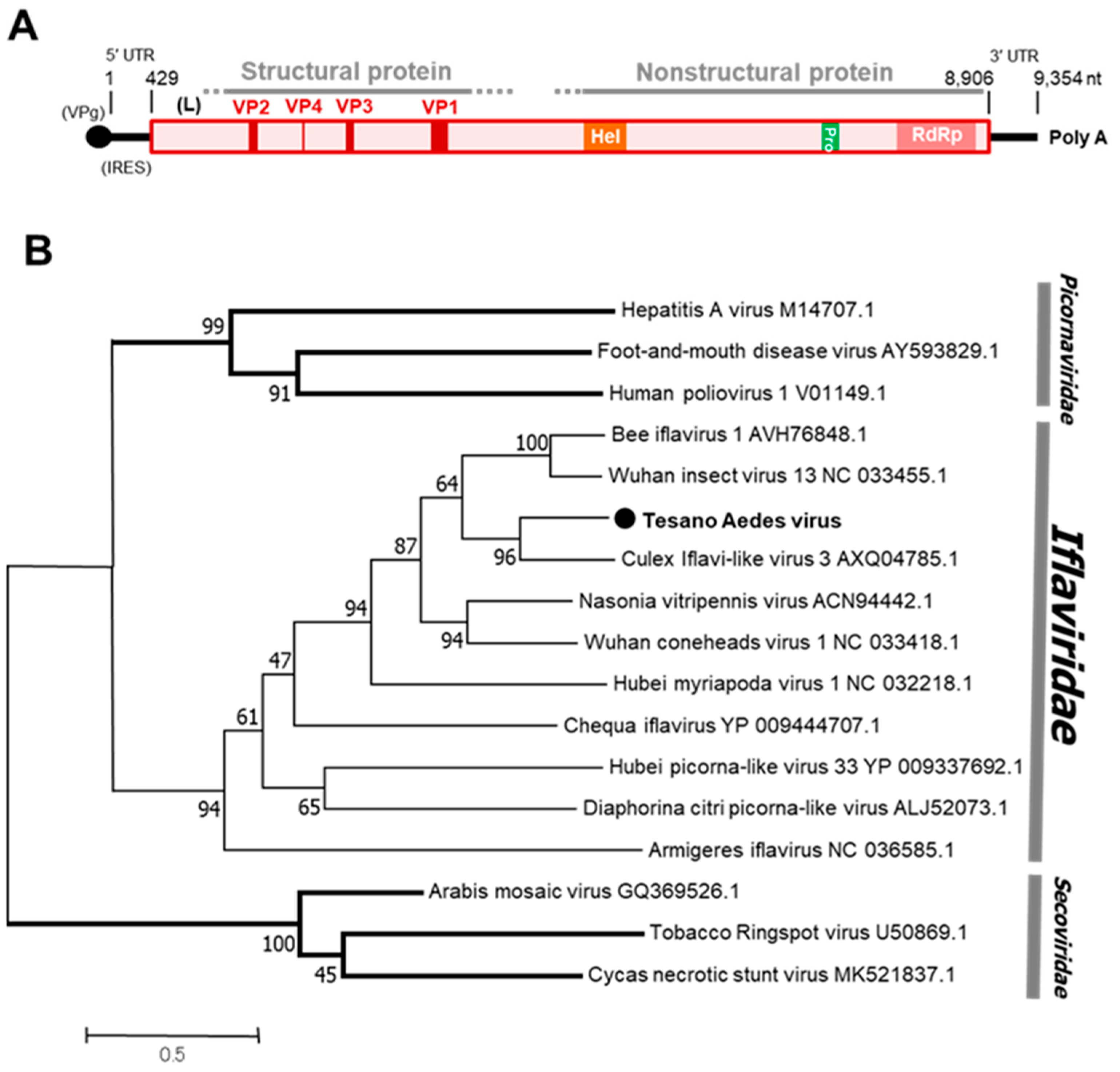 Viruses 12 00147 g007 Viruses 12 00147 g007